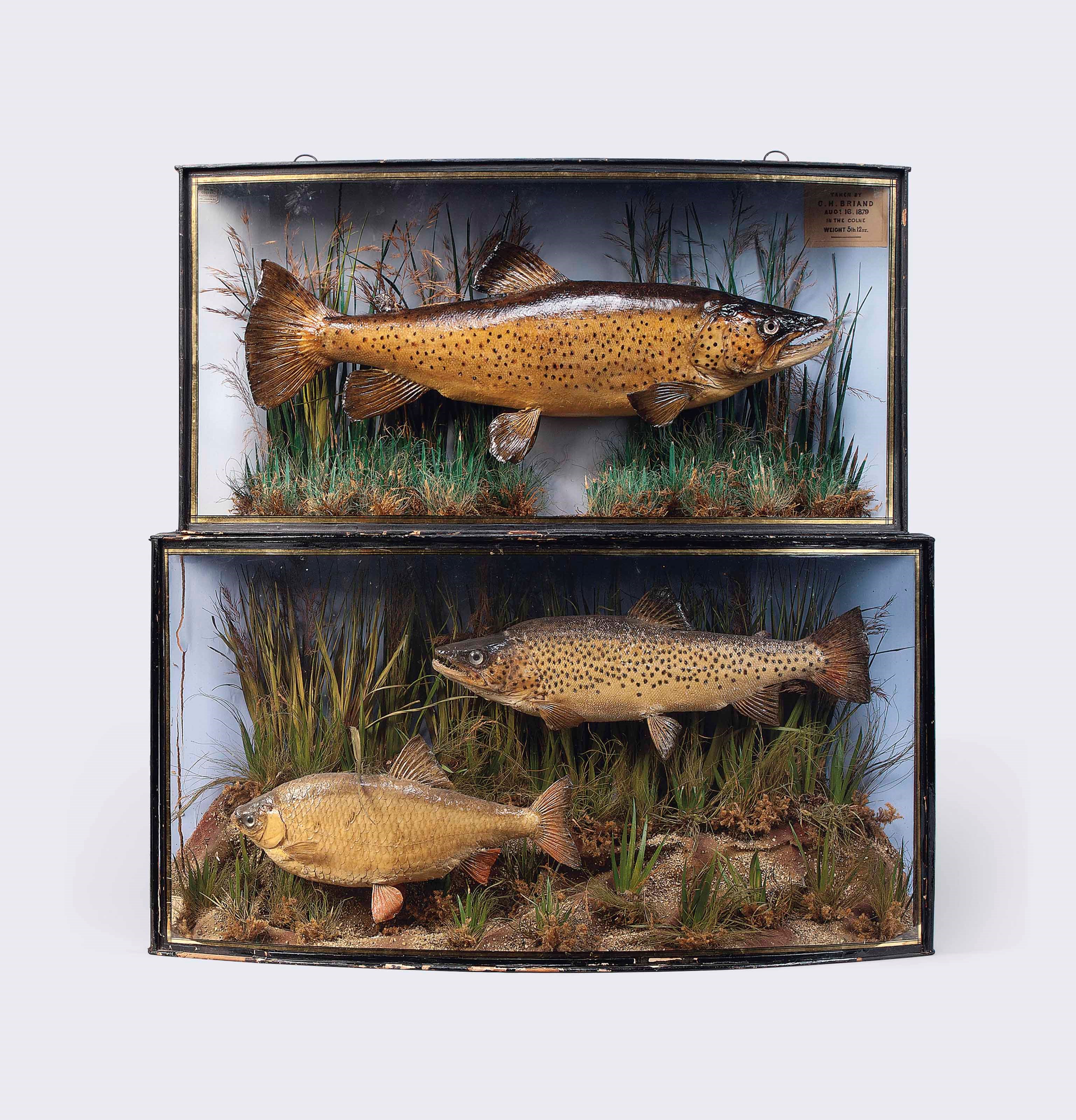 TWO CASES OF STUFFED AND MOUNTED FISH