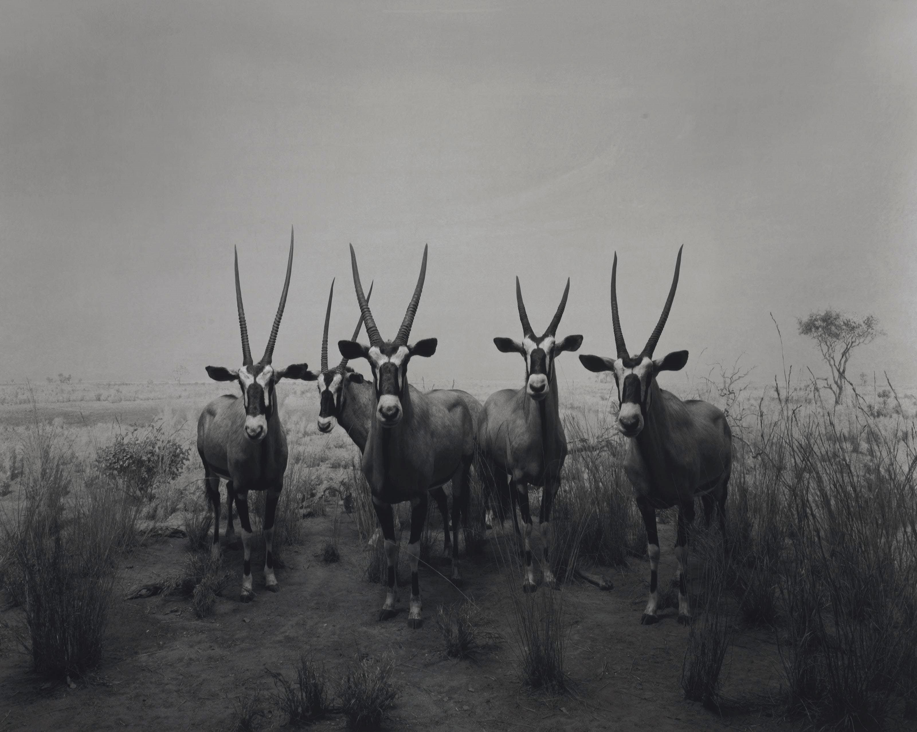 HIROSHI SUGIMOTO (B. 1948)