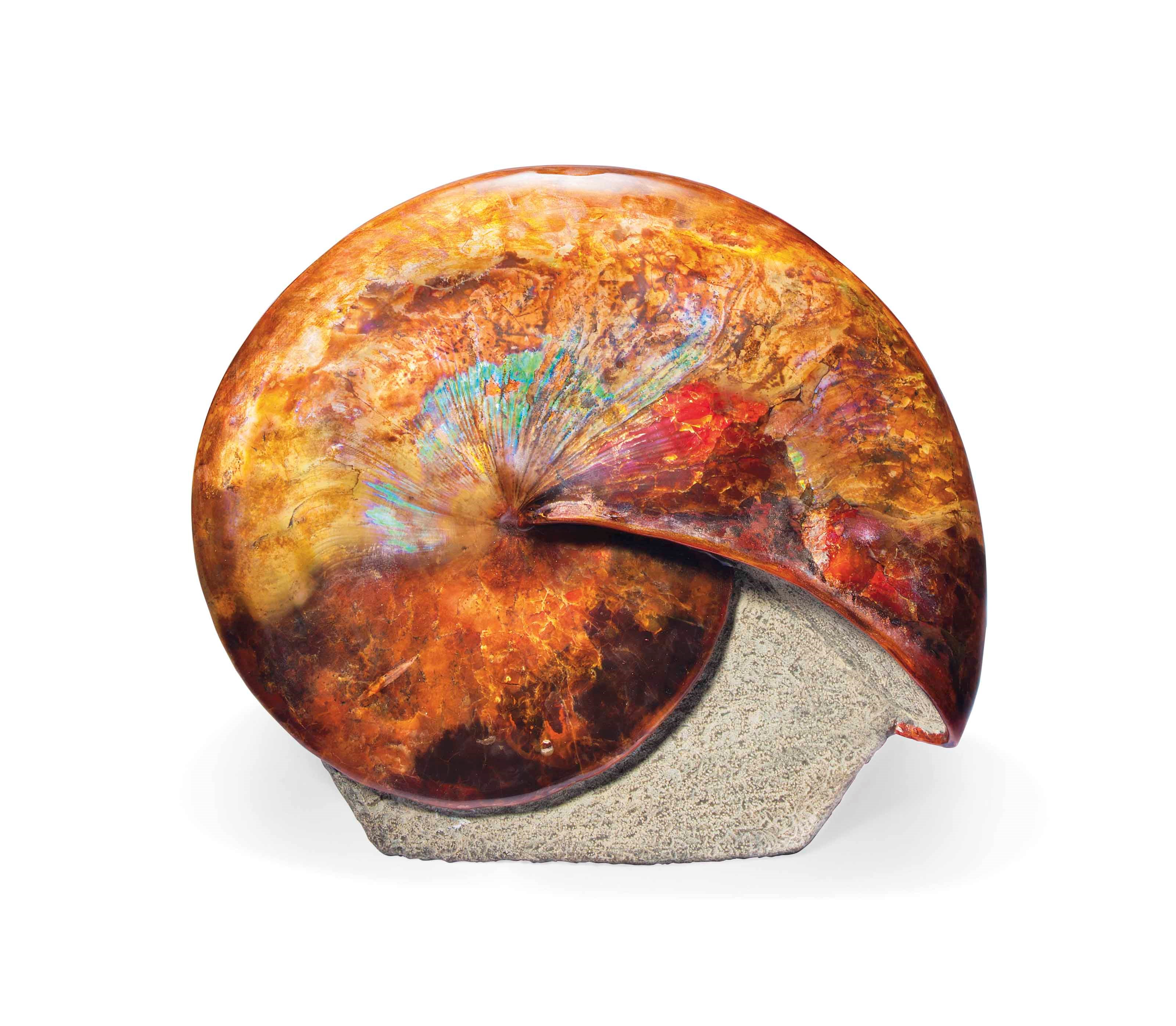 AN IRIDESCENT DAKOTAN AMMONITE