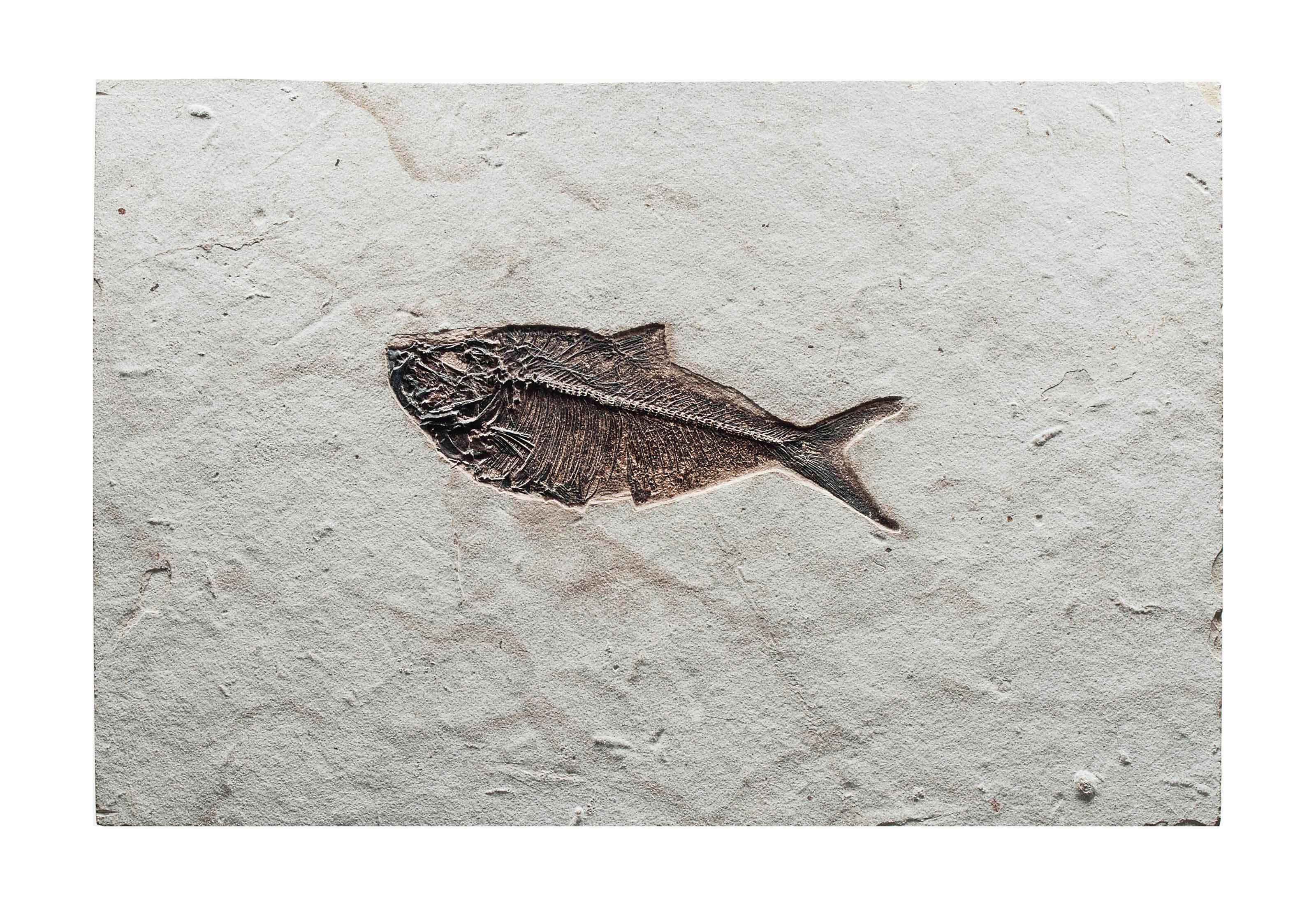 A FOSSIL FISH