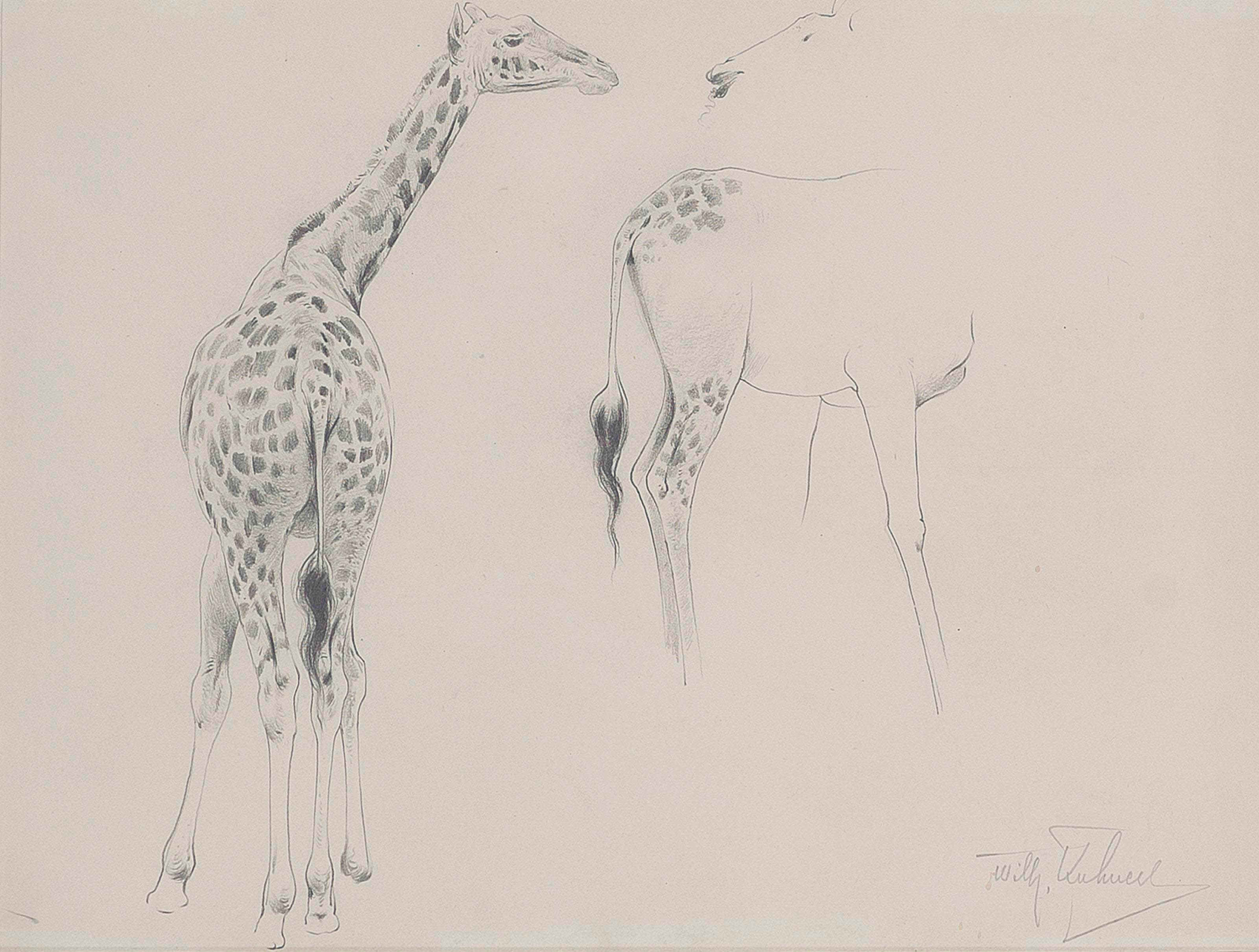 Wilhelm Friedrich Kuhnert (GERMAN, 1865-1926)