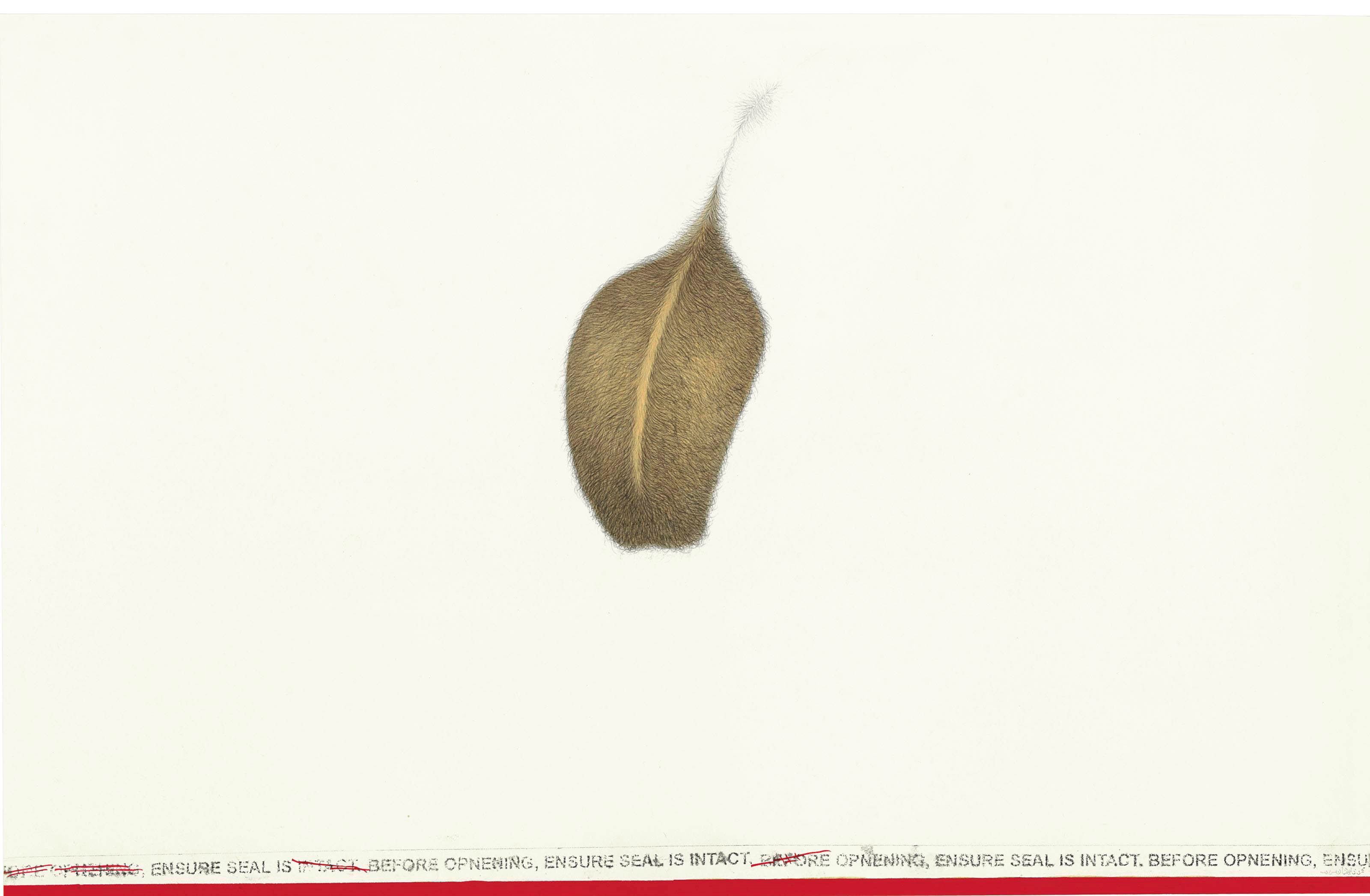 MUHAMMAD ZEESHAN (B. 1980)