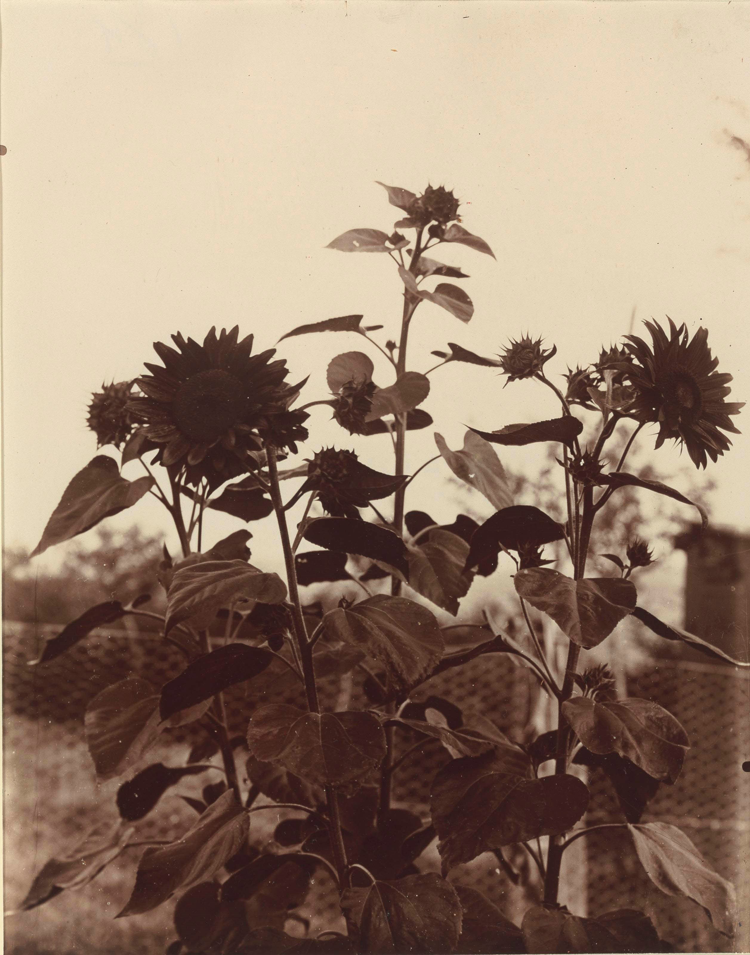 EUGÈNE ATGET (1857-1927)