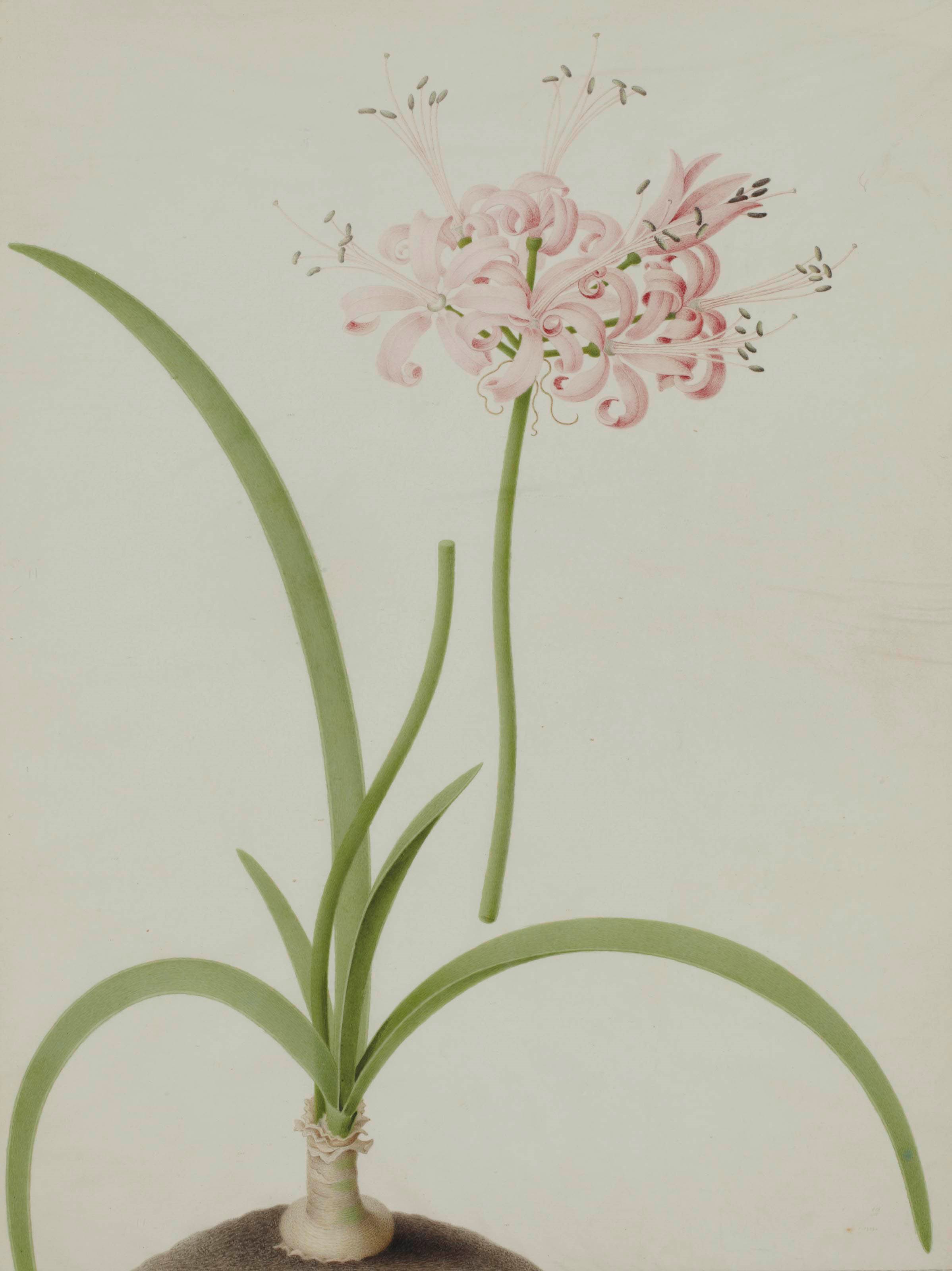 NICOLAS ROBERT (LANGRES 1614-1685 PARIS)