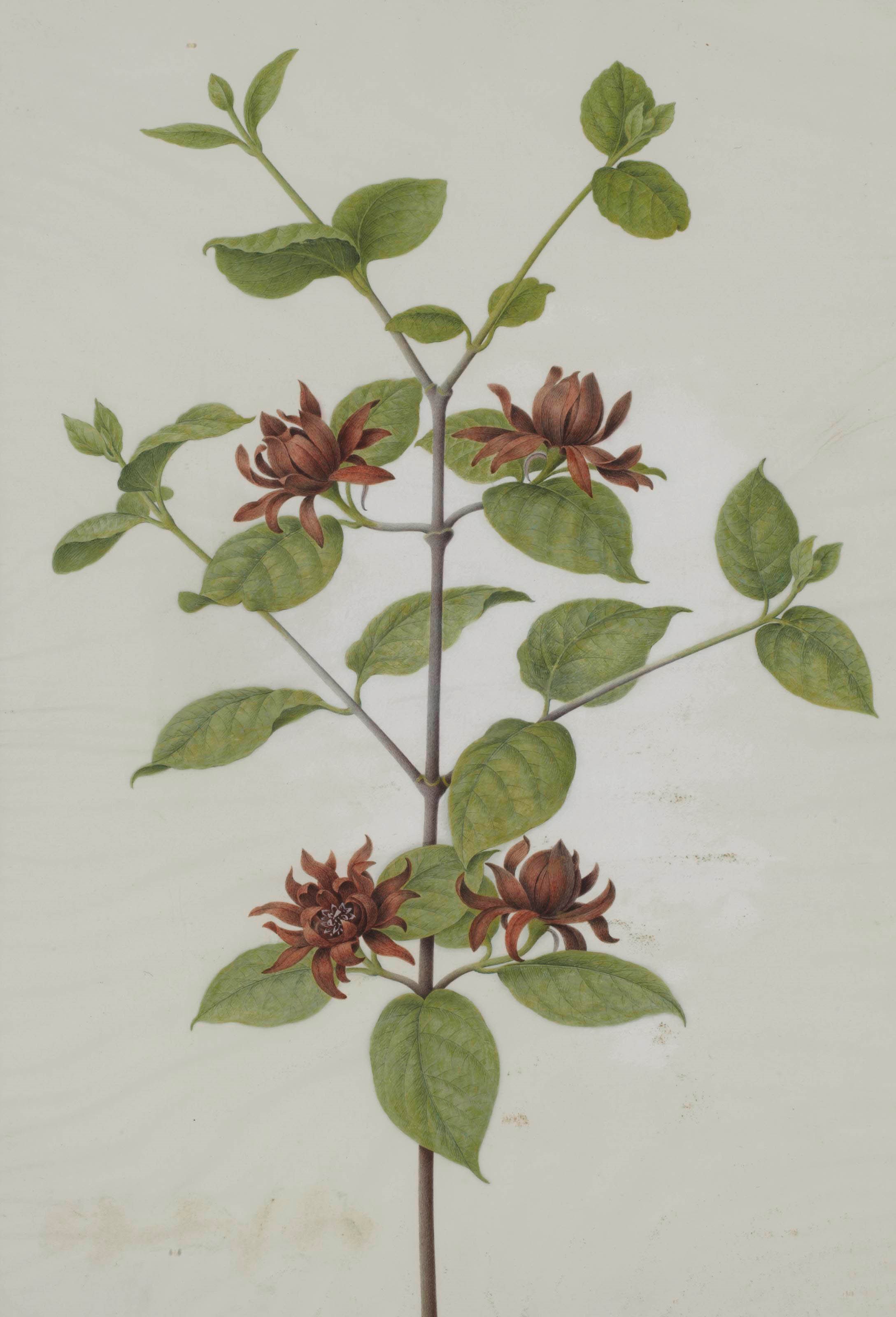 NICOLAS ROBERT (LANGRES 1614-1685 PARIS)
