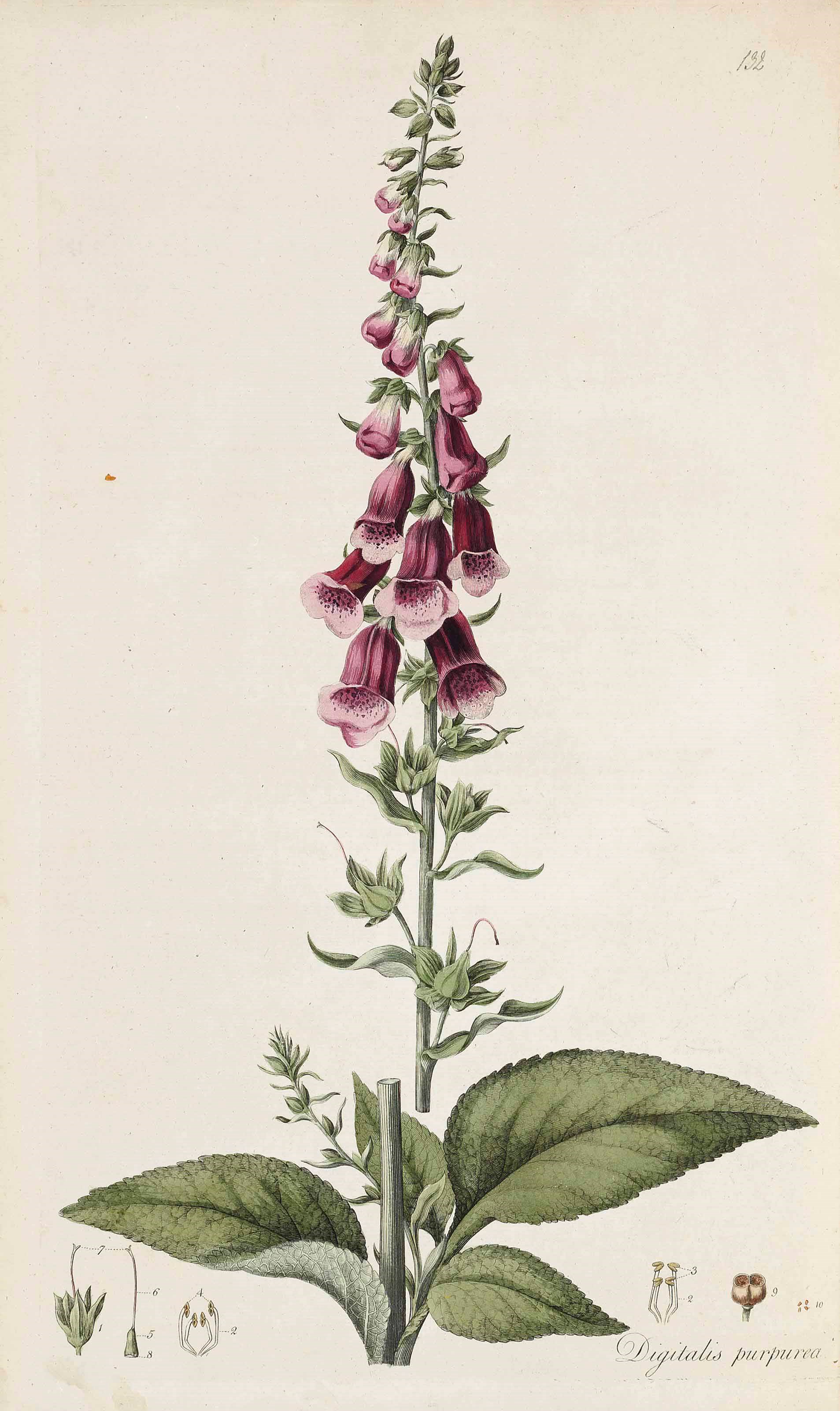 WILLIAM CURTIS (1746-1799)