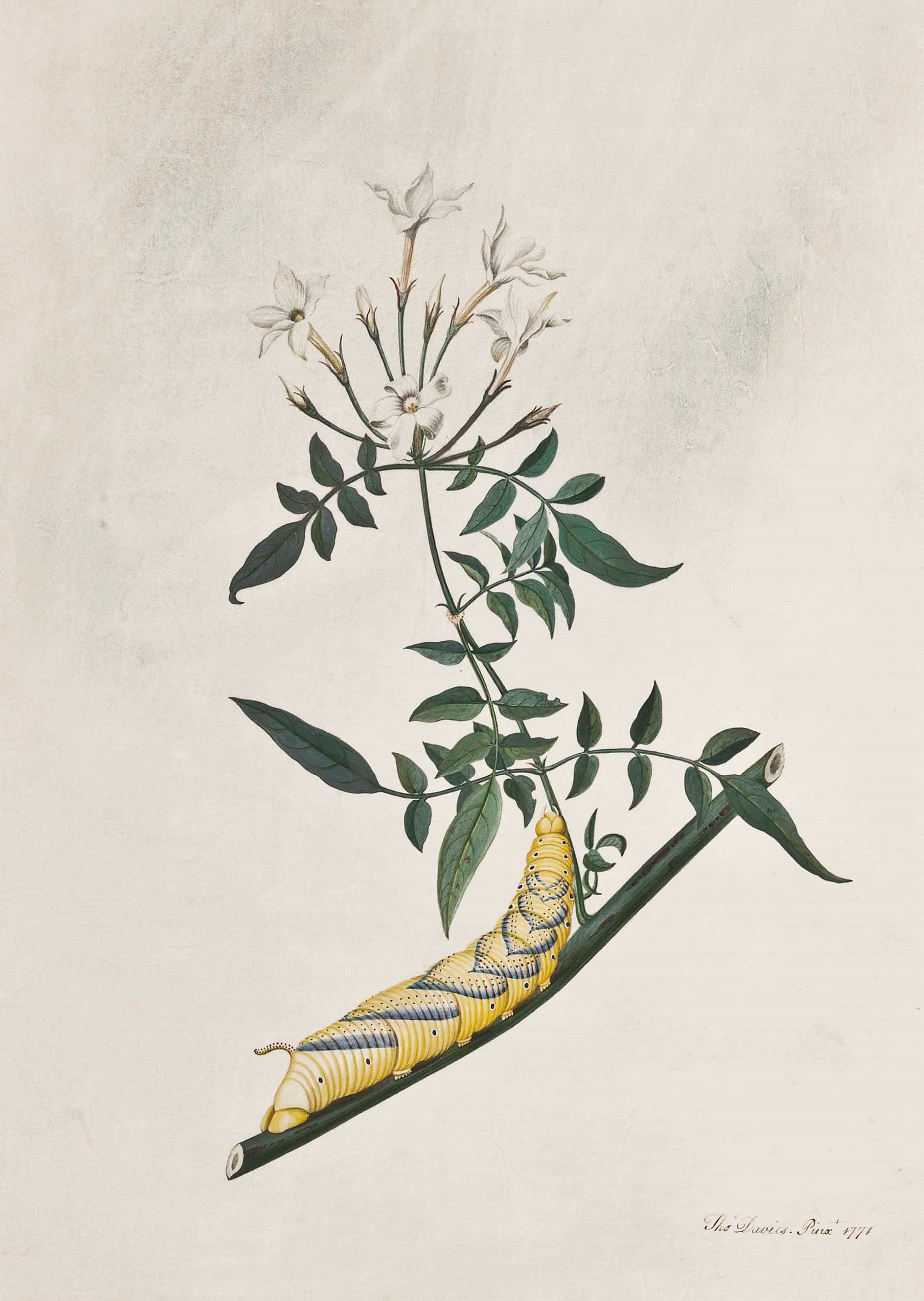Thomas Davies (fl.1770s)
