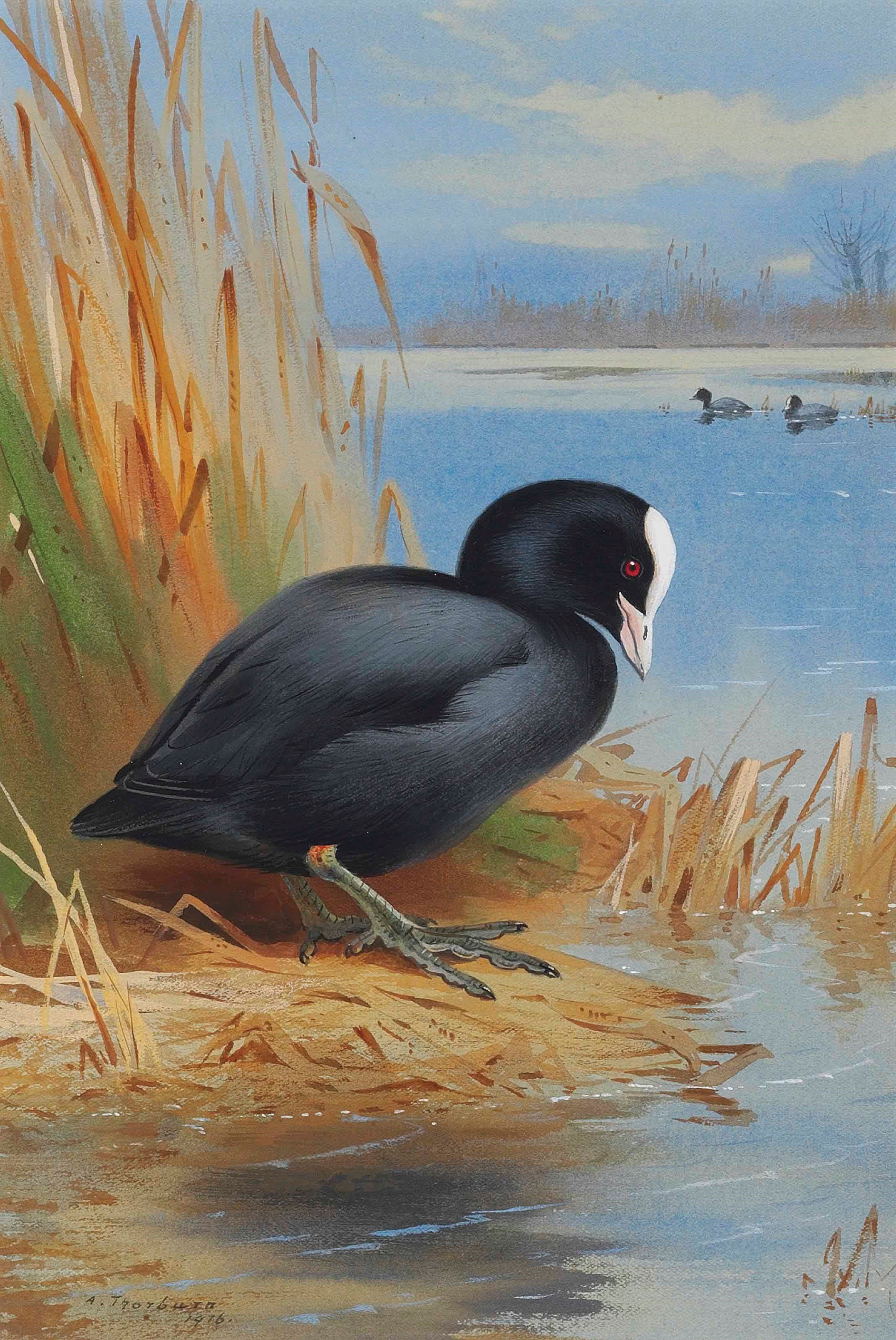 Archibald Thorburn (1860-1935)