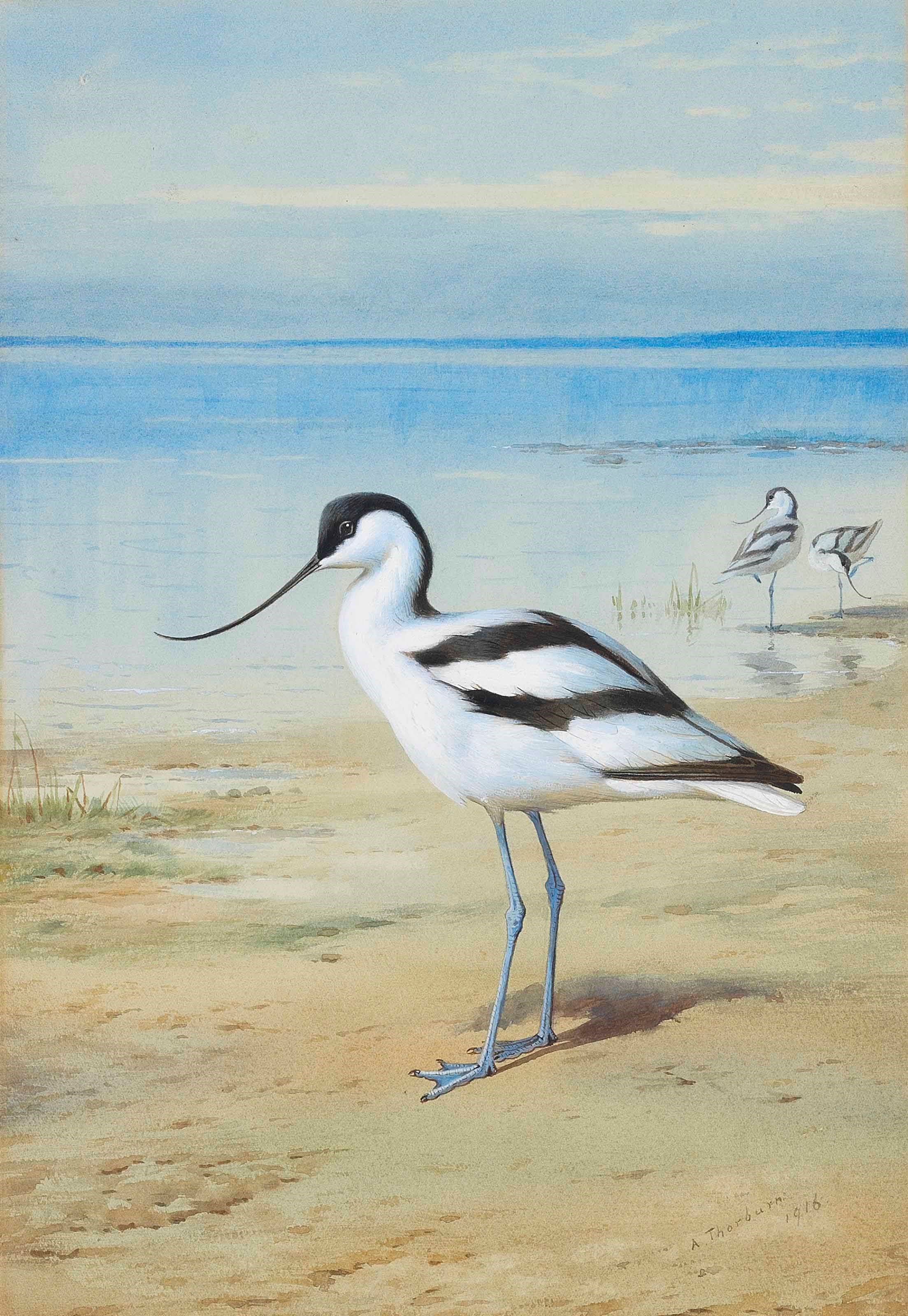 Archibald Thorburn (1860-1935)