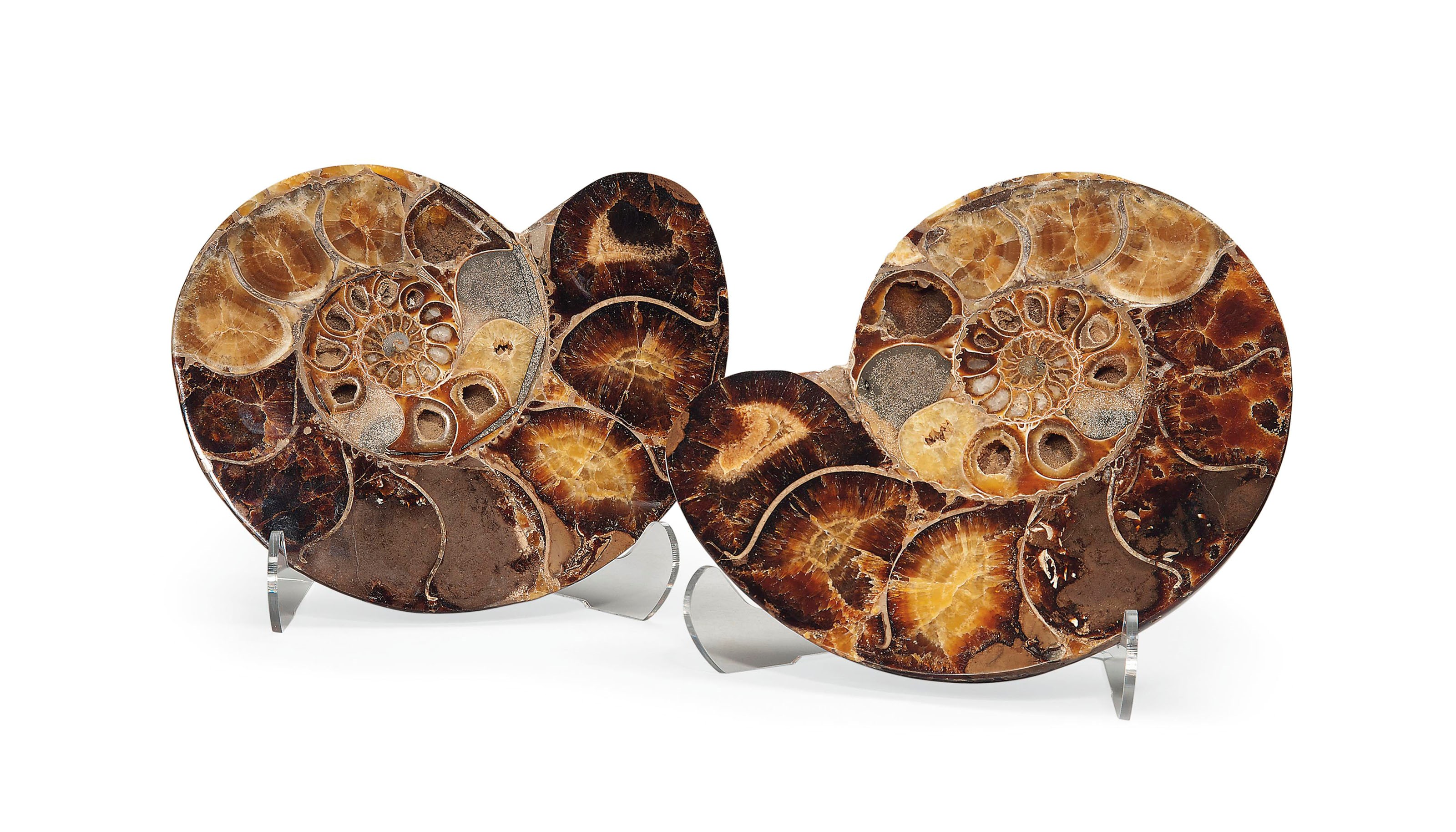 A SPLIT AMMONITE