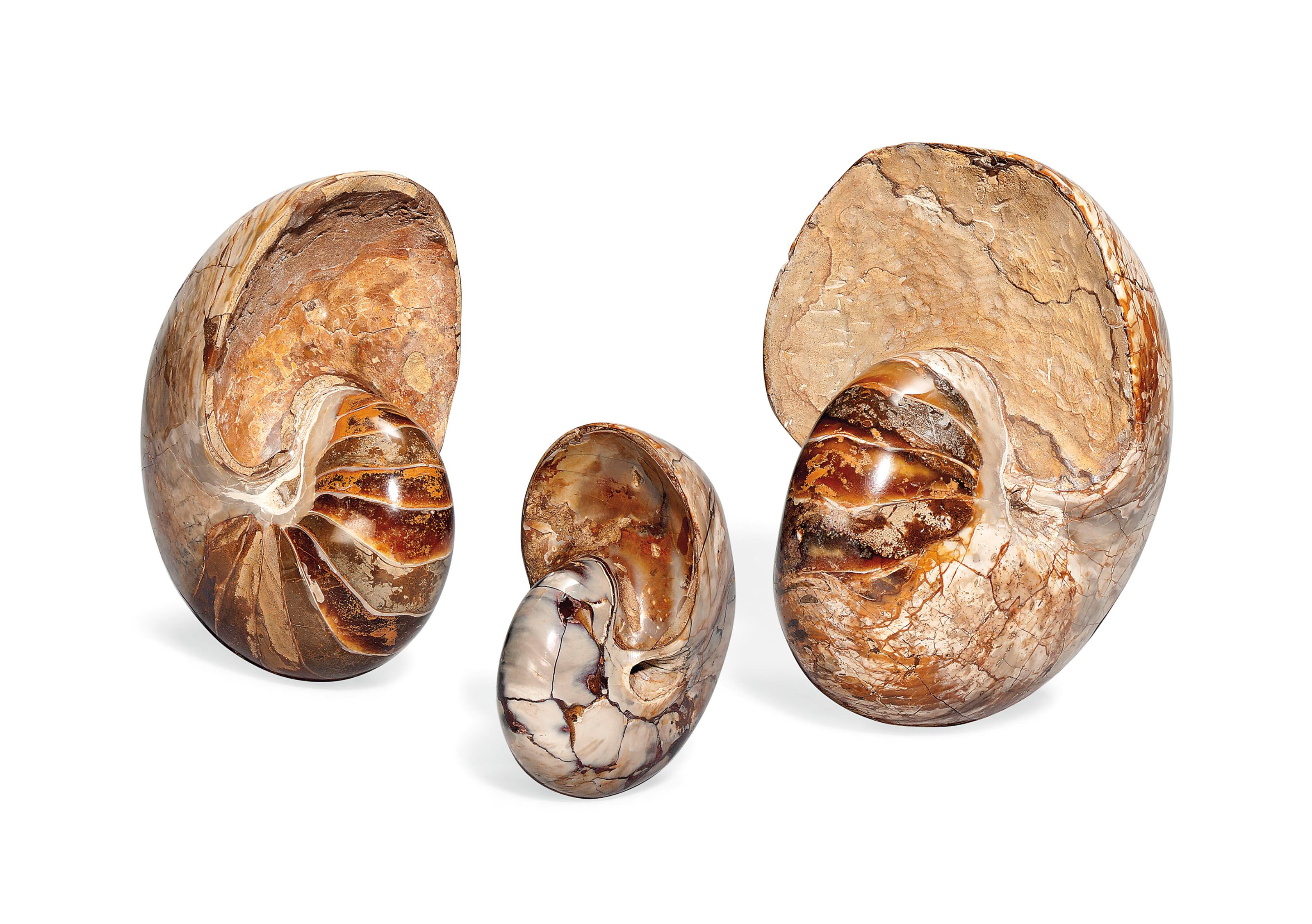 THREE NAUTILUS FOSSILS