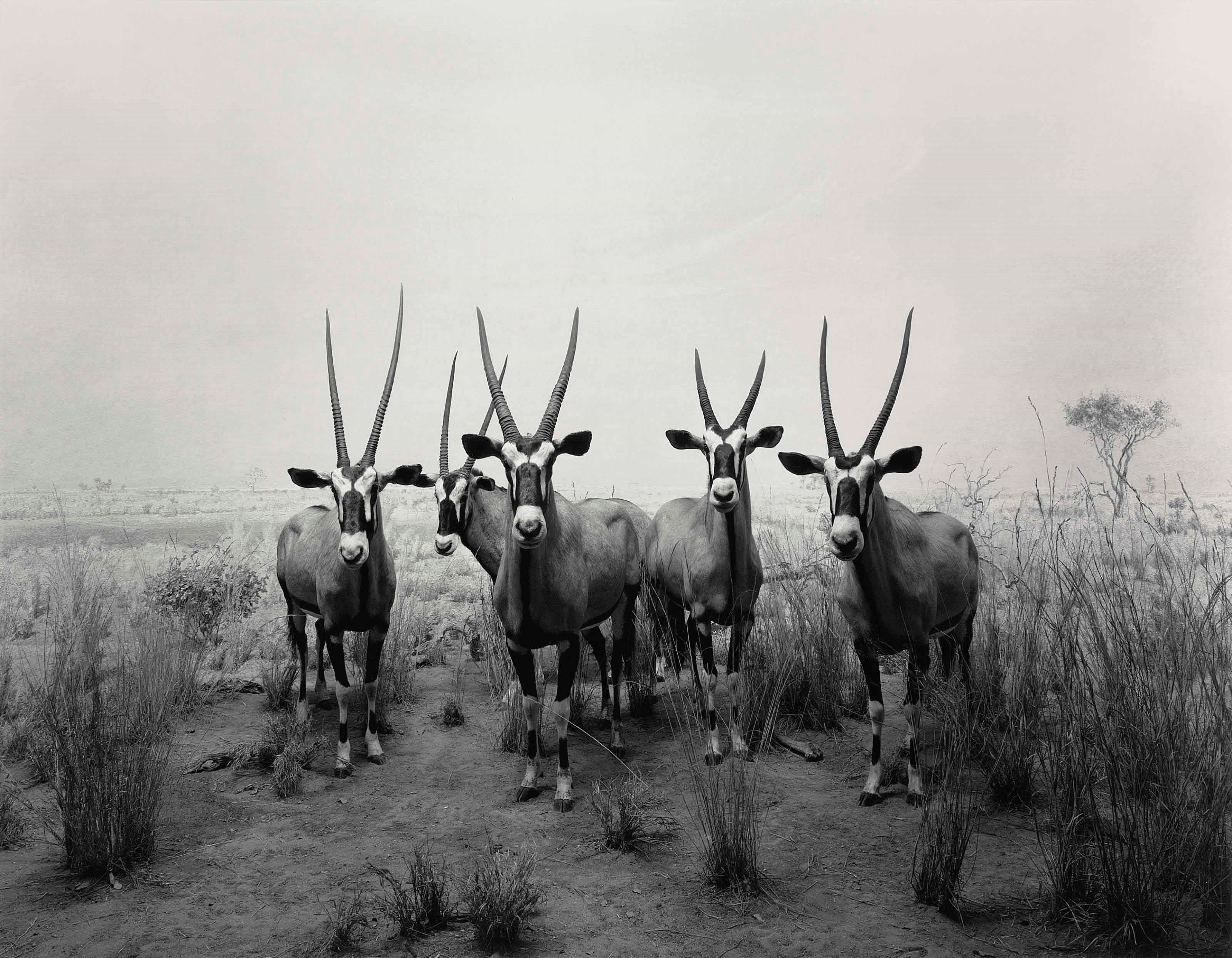 HIROSHI SUGIMOTO (B. 1948)