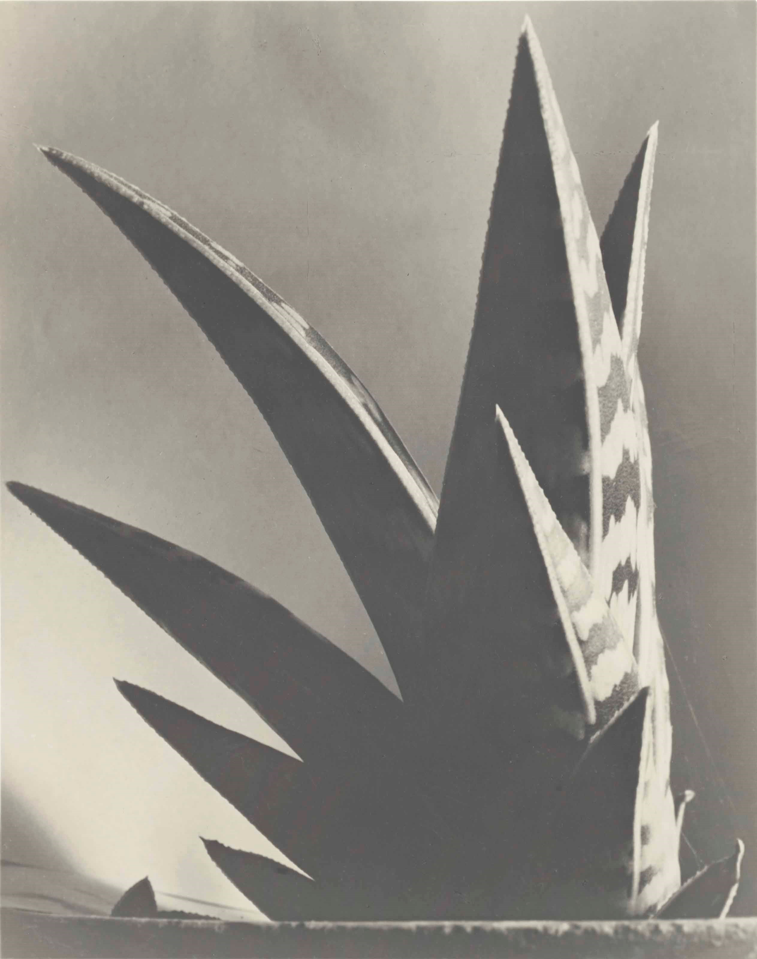 IMOGEN CUNNINGHAM (1883-1976)