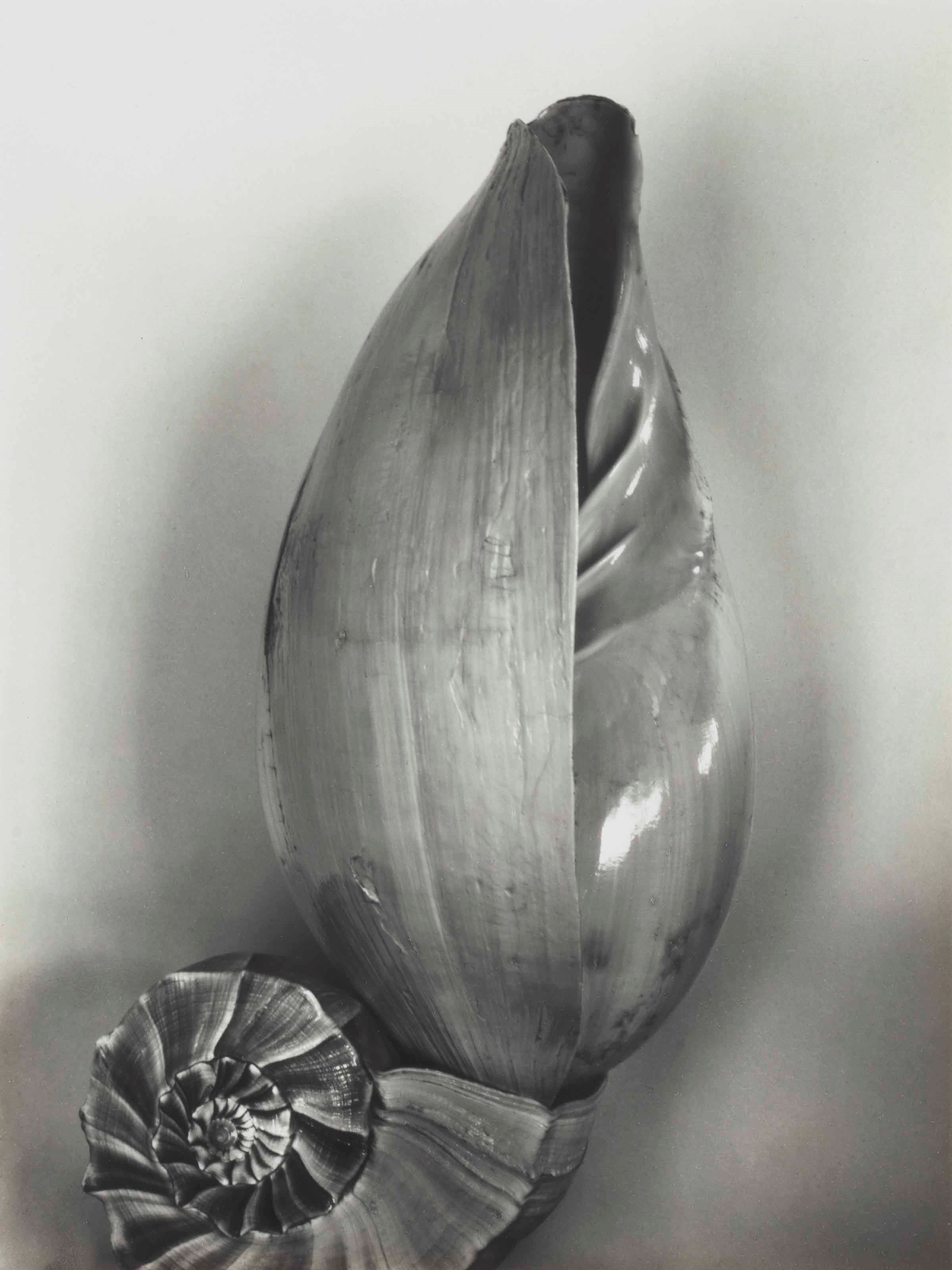 EDWARD WESTON (1886-1958)