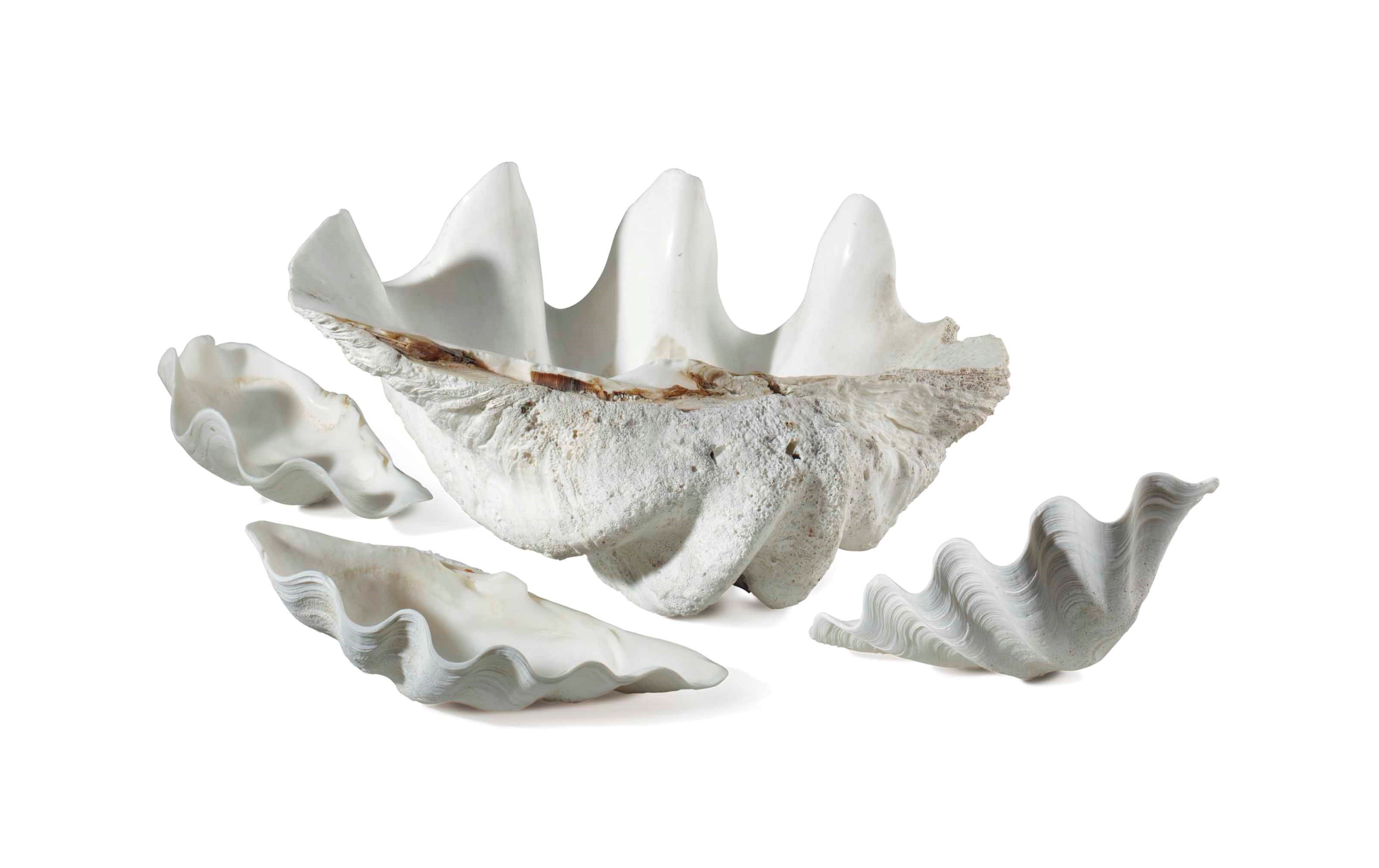 A COLLECTION OF FOUR CLAM SHELLS