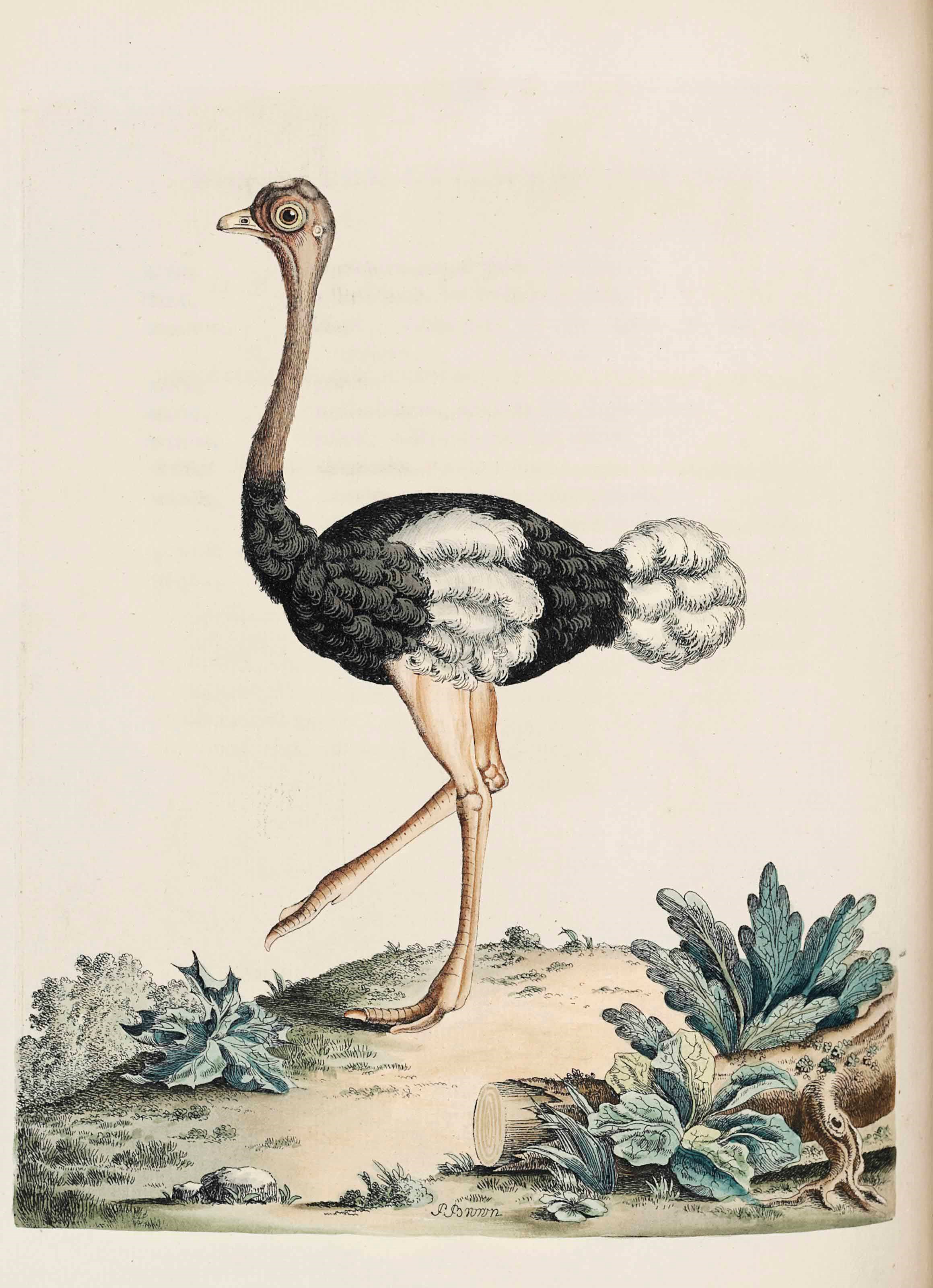 PETER BROWN (fl. 1766-91)