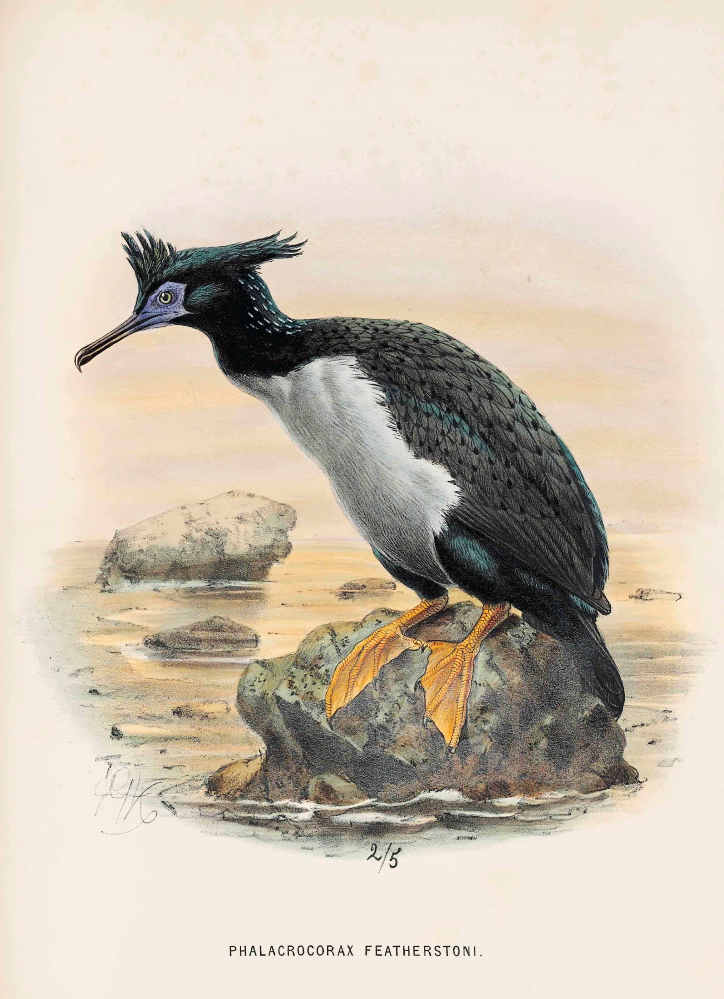 SIR WALTER LAWRY BULLER (1838-1906)