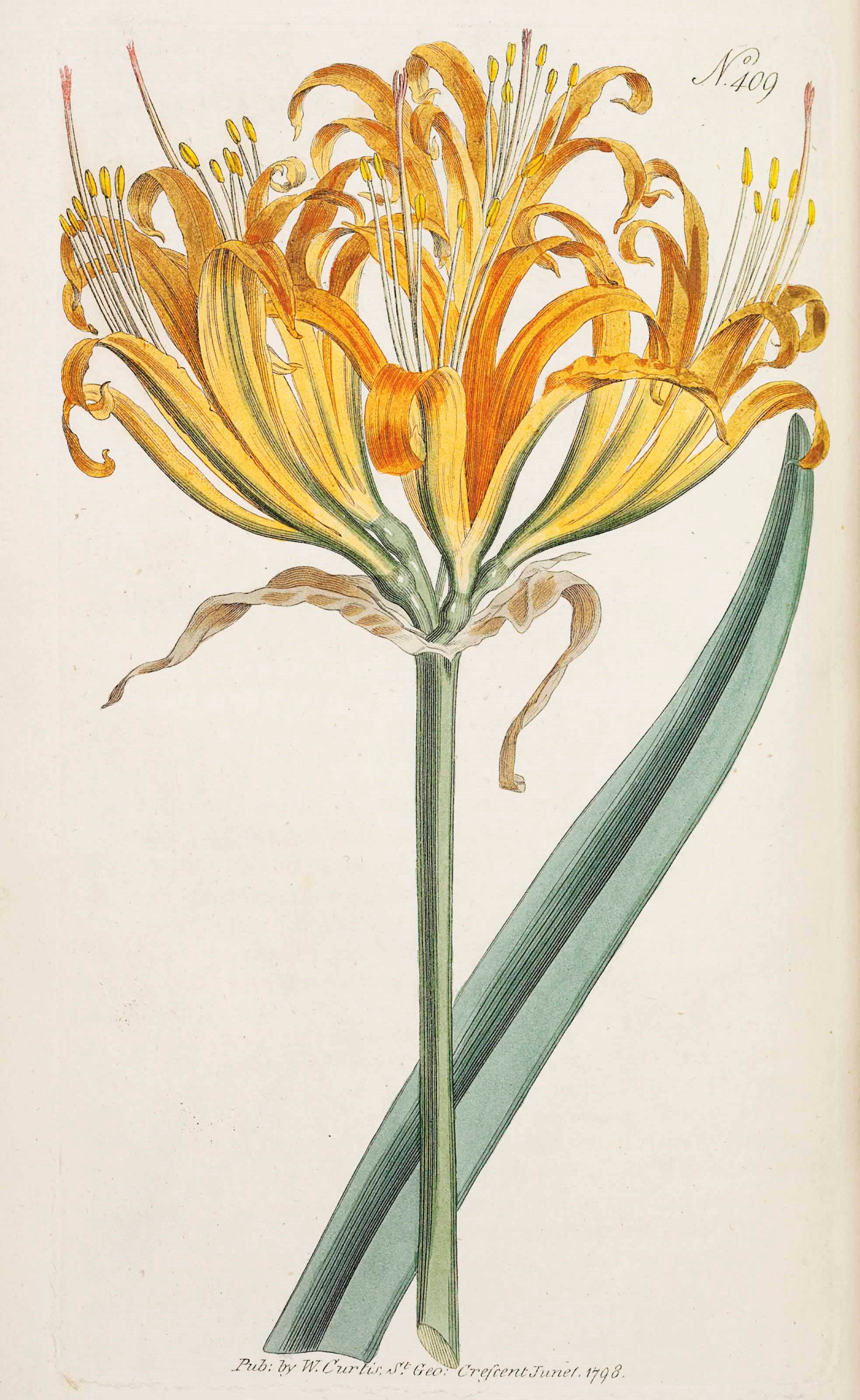 WILLIAM CURTIS (1746-1799) et al