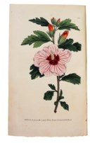 WILLIAM CURTIS (1746-1799) et al