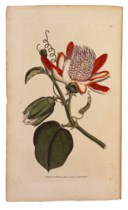 WILLIAM CURTIS (1746-1799) et al