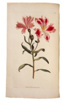 WILLIAM CURTIS (1746-1799) et al