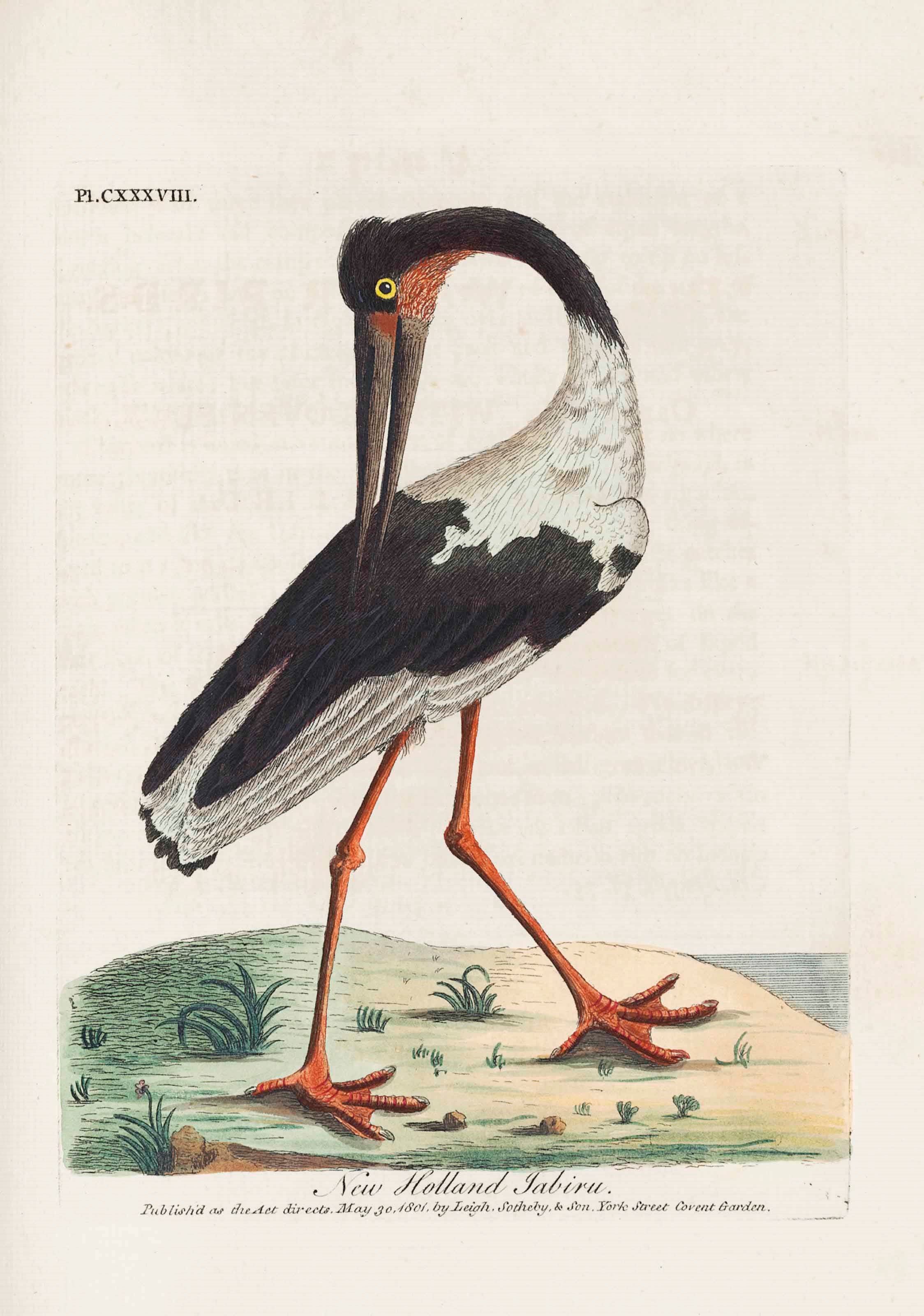 JOHN LATHAM (1740-1837)