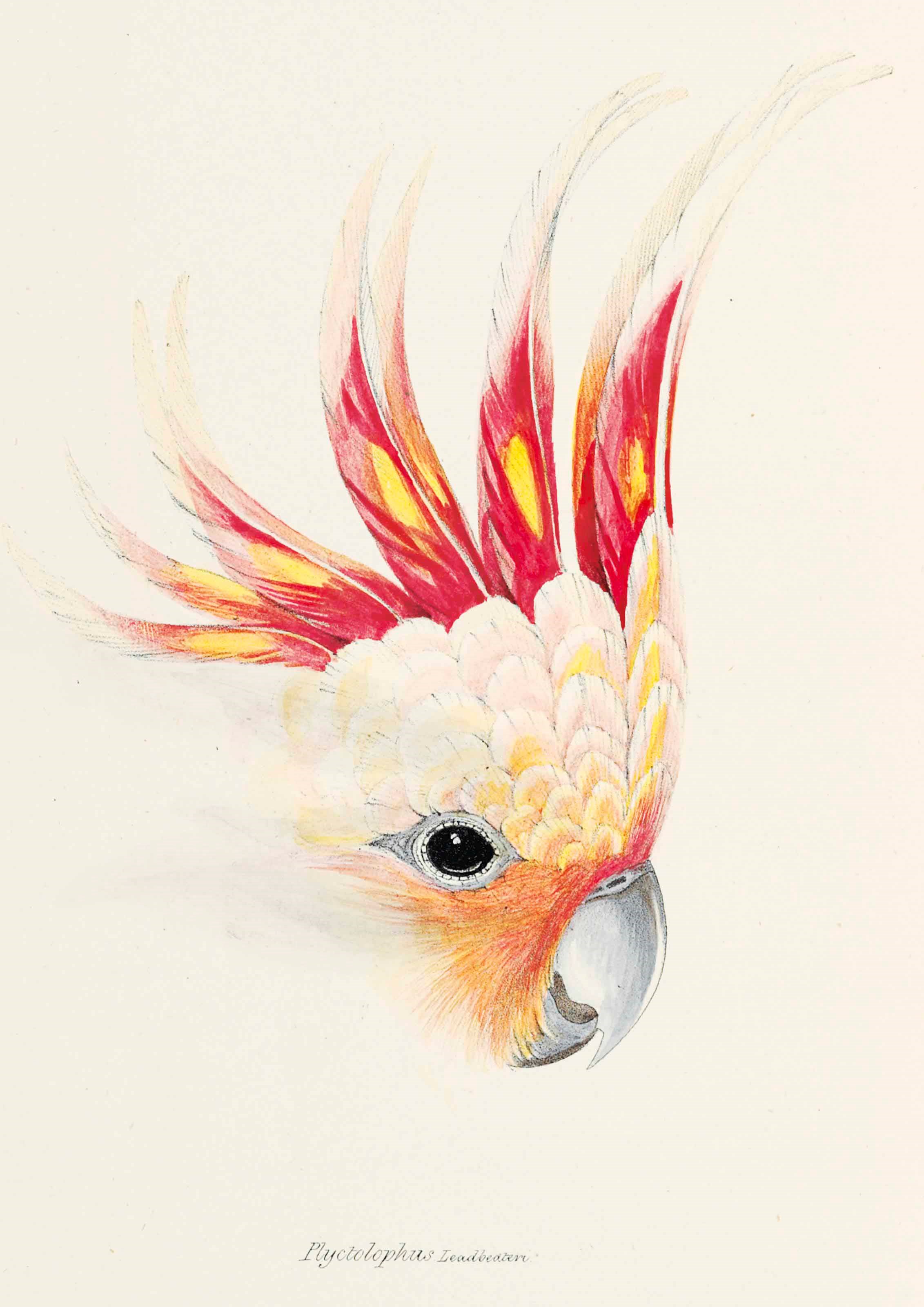 JOHN GOULD (1804-1881)