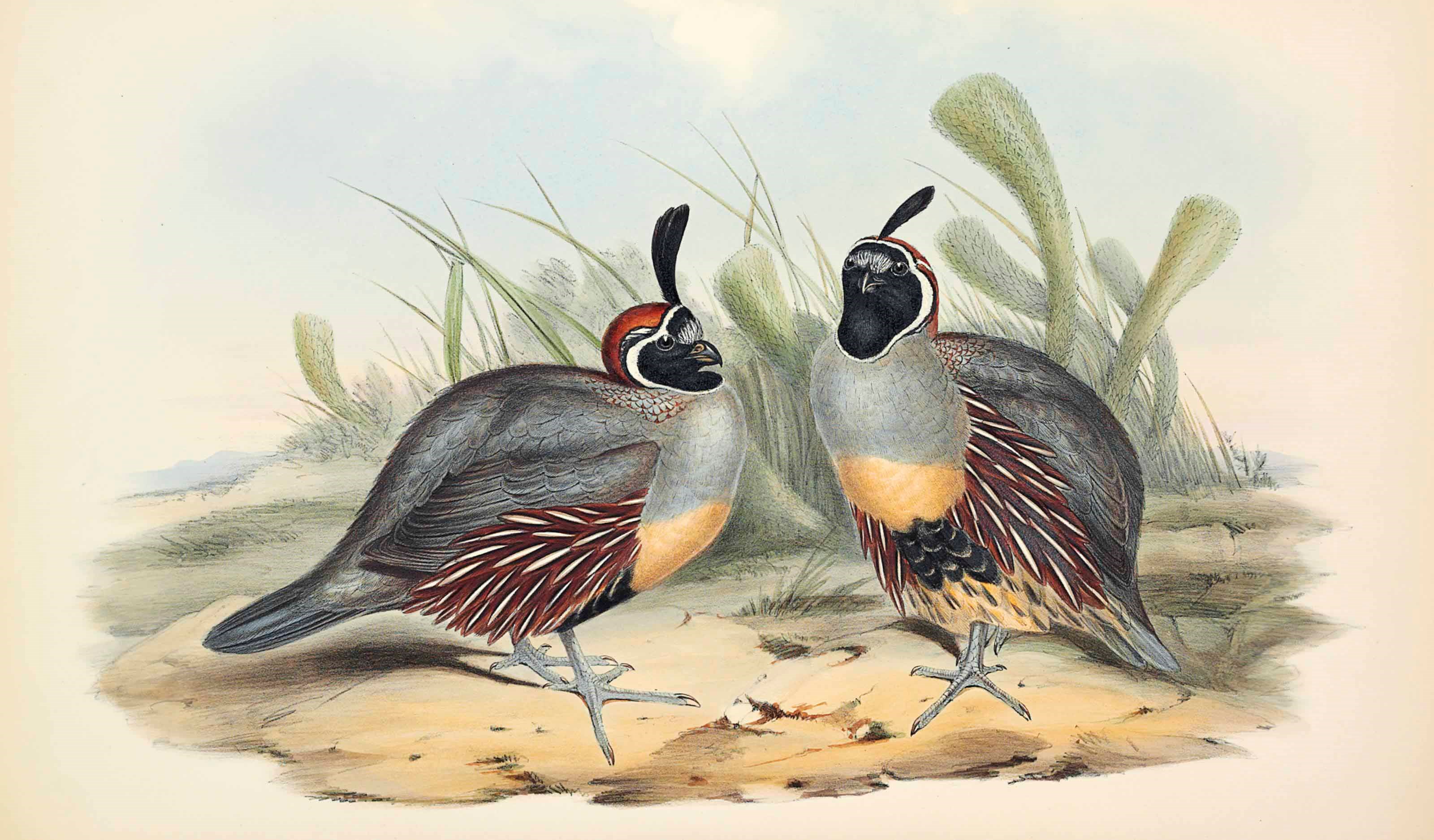 JOHN GOULD (1804-1881)
