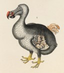 WILLIAM FREDERIC MARTYN (1758-1837)