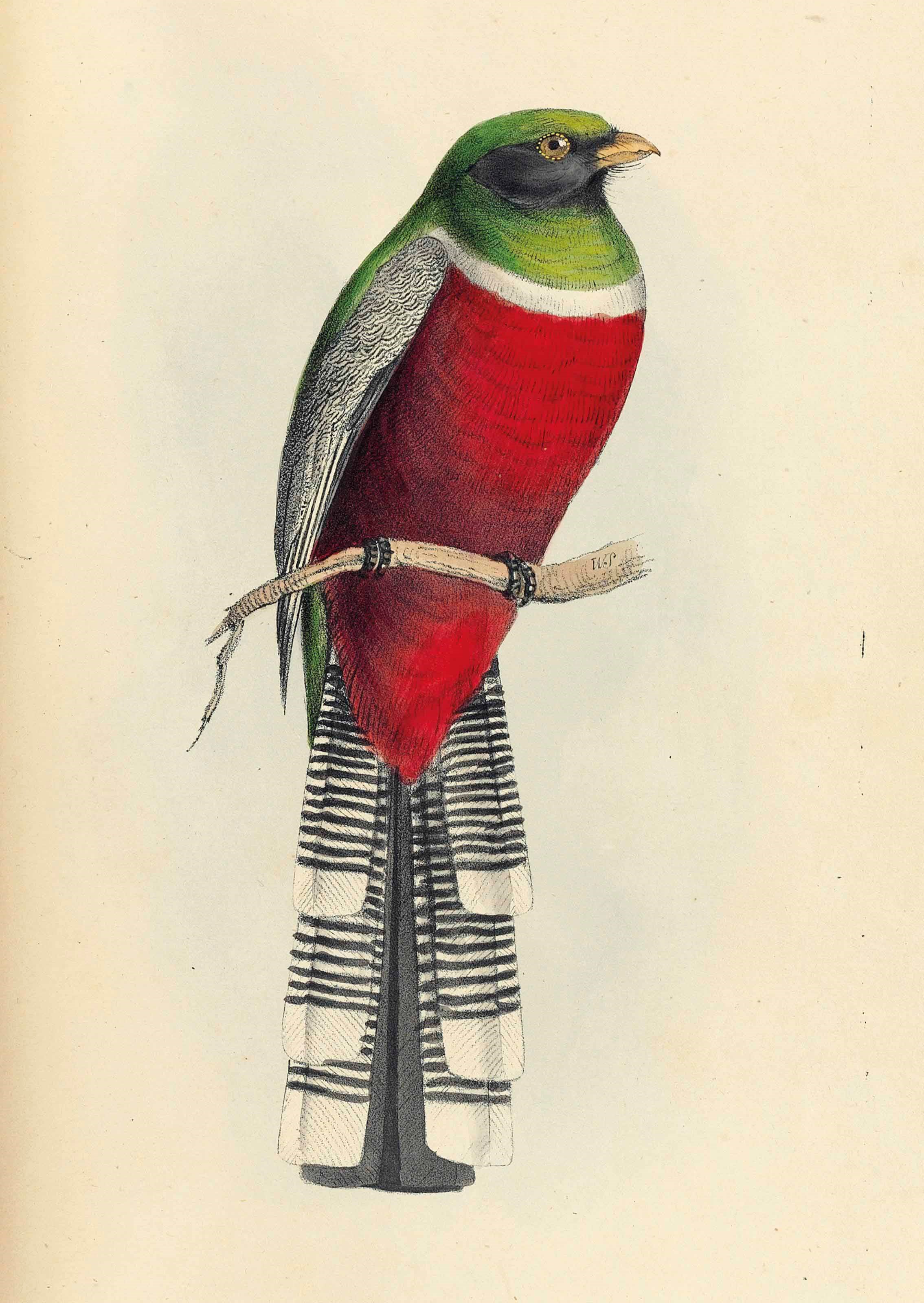 WILLIAM SWAINSON (1789-1855)