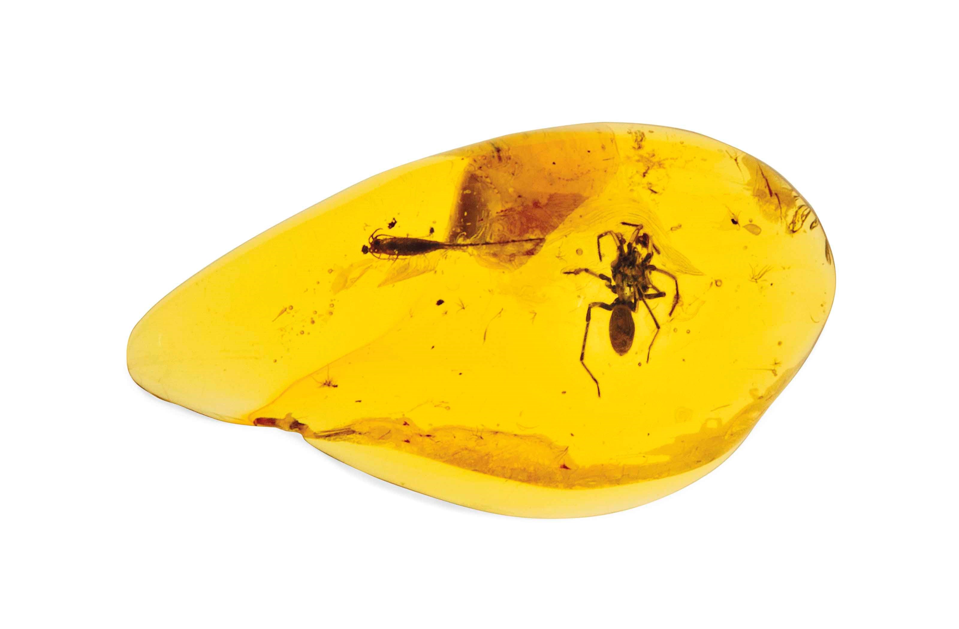 SPIDER IN AMBER