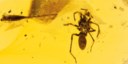 SPIDER IN AMBER