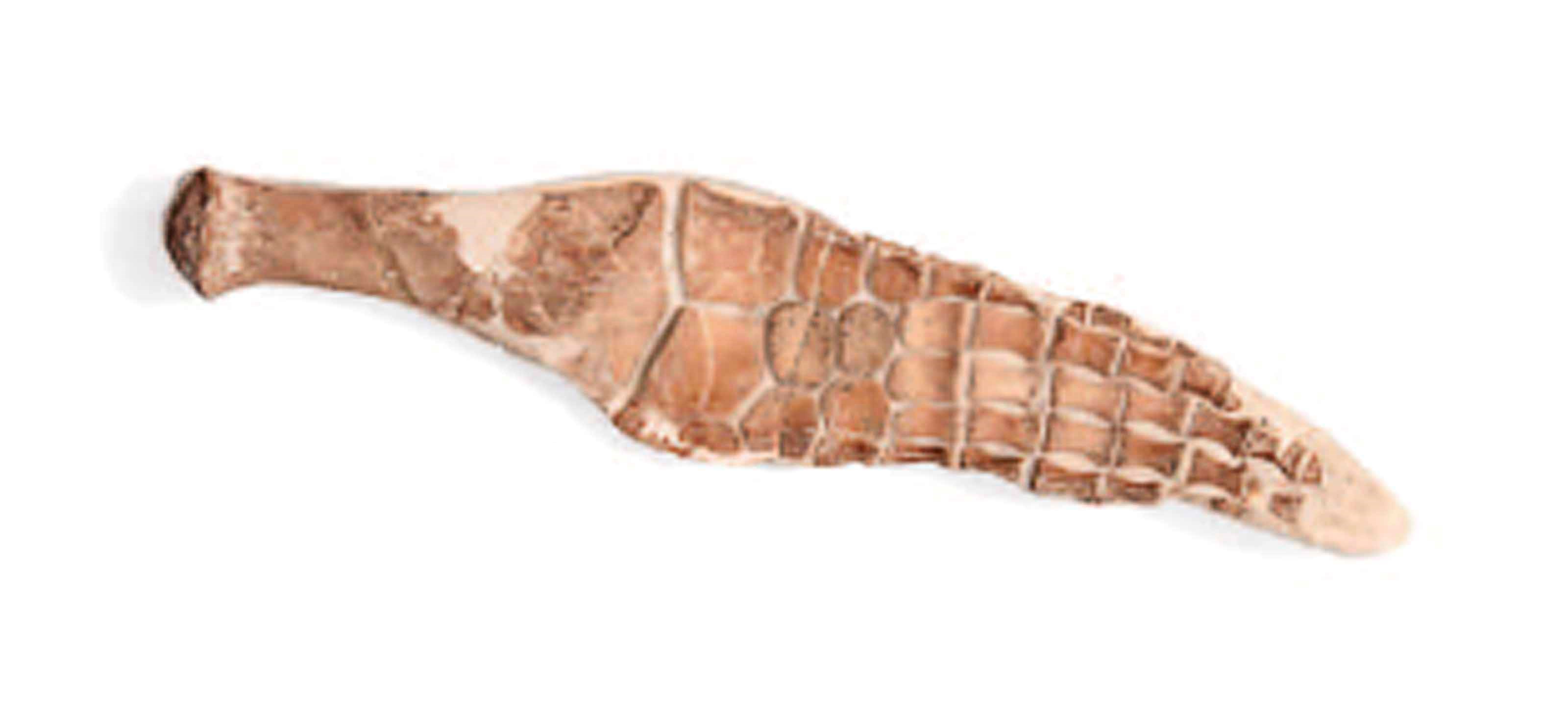 A Plesiosaur paddle