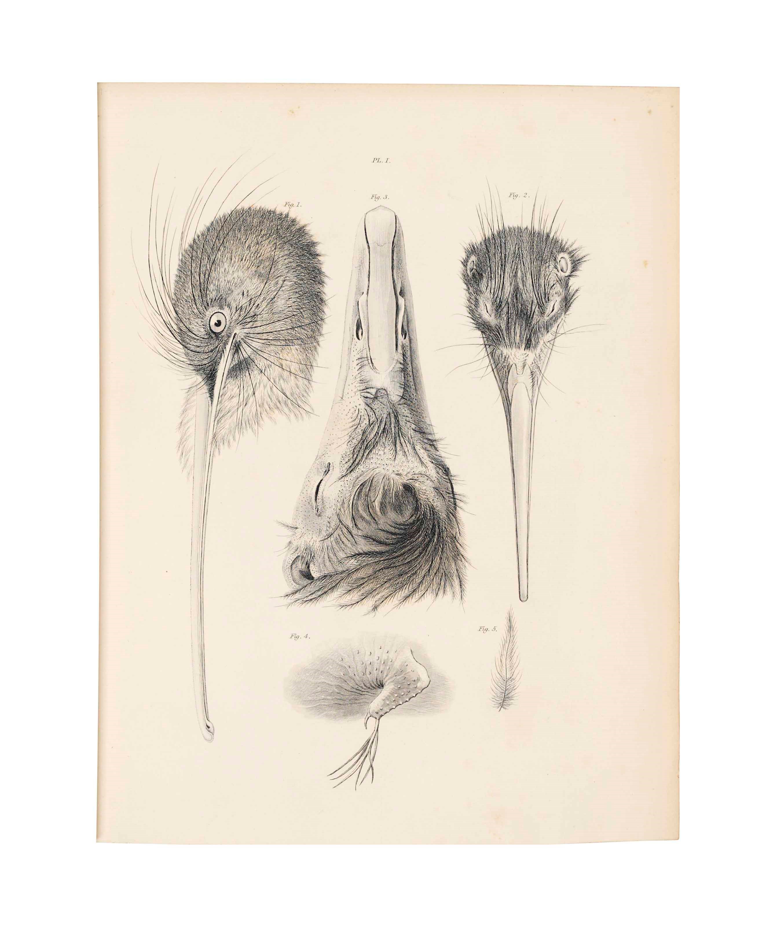 SIR RICHARD OWEN (1804-1892)