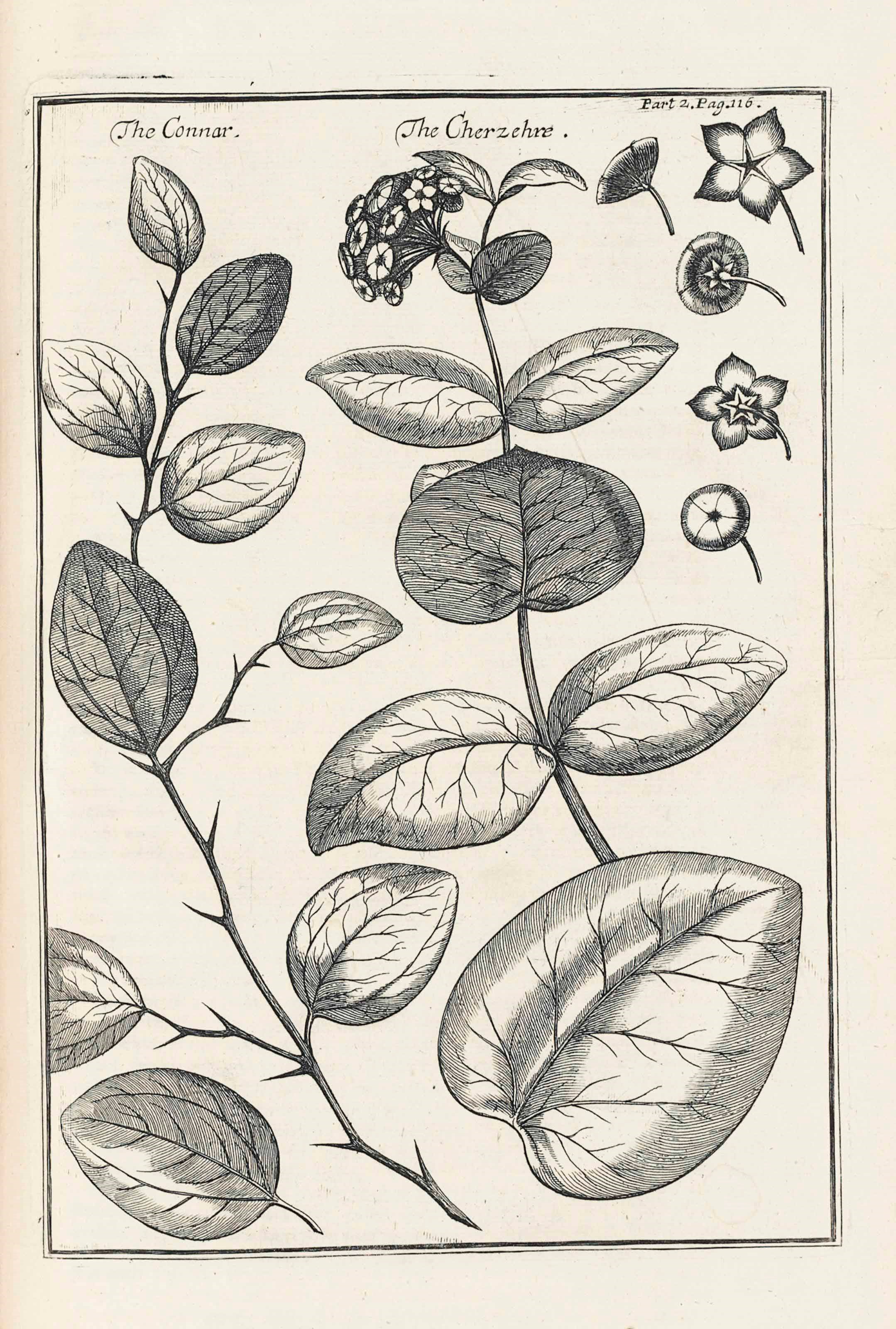 JEAN DE THEVENOT (1633-1667)