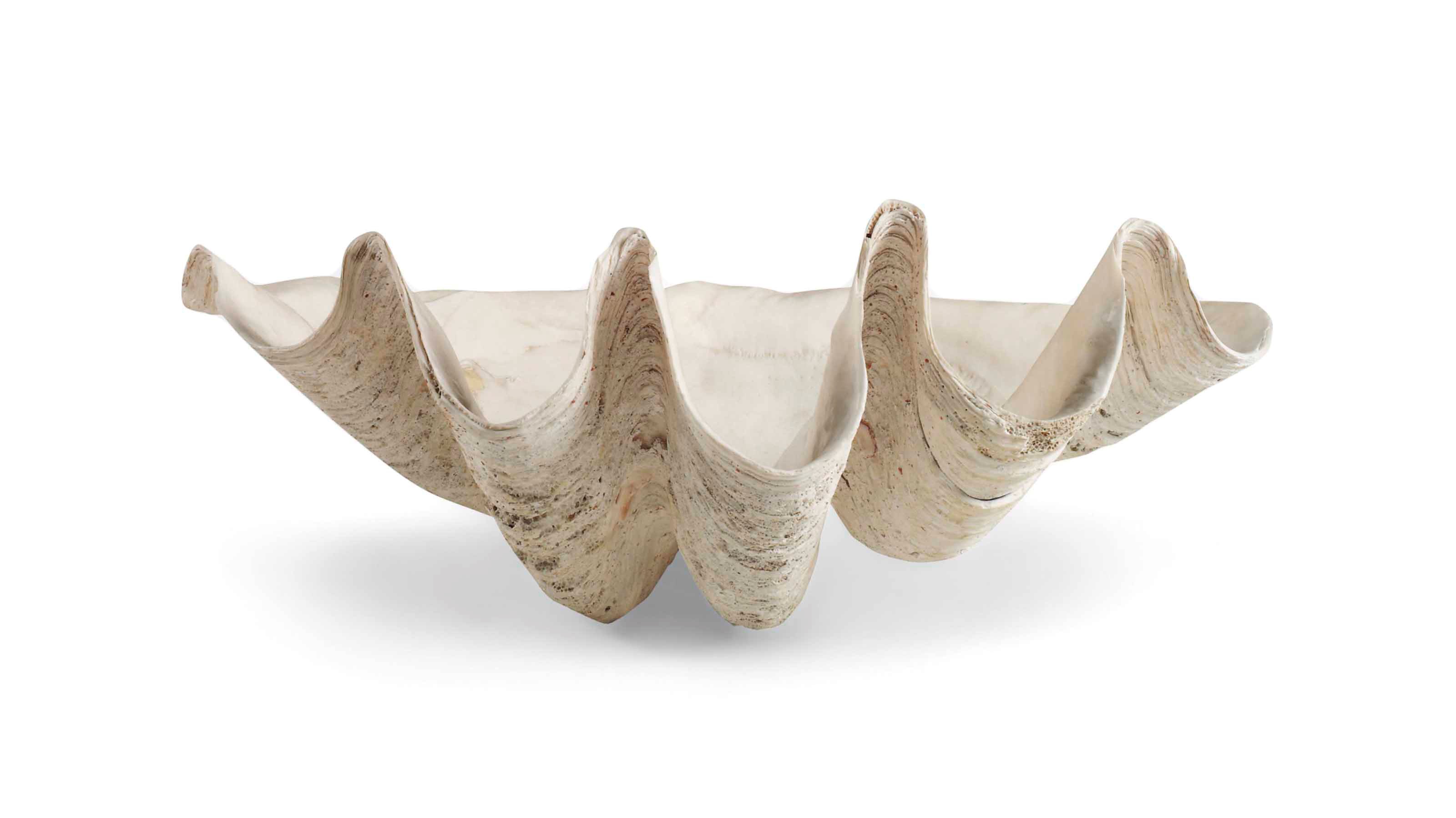 A GIANT CLAM SHELL (TRIDACNA GIGAS)