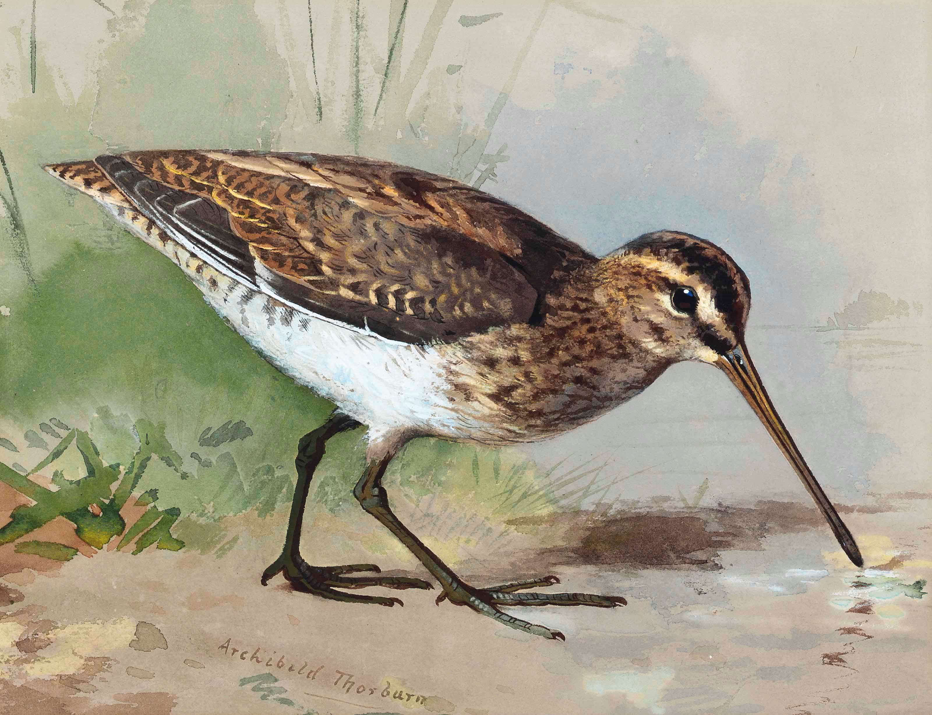 Archibald Thorburn (1860-1935)