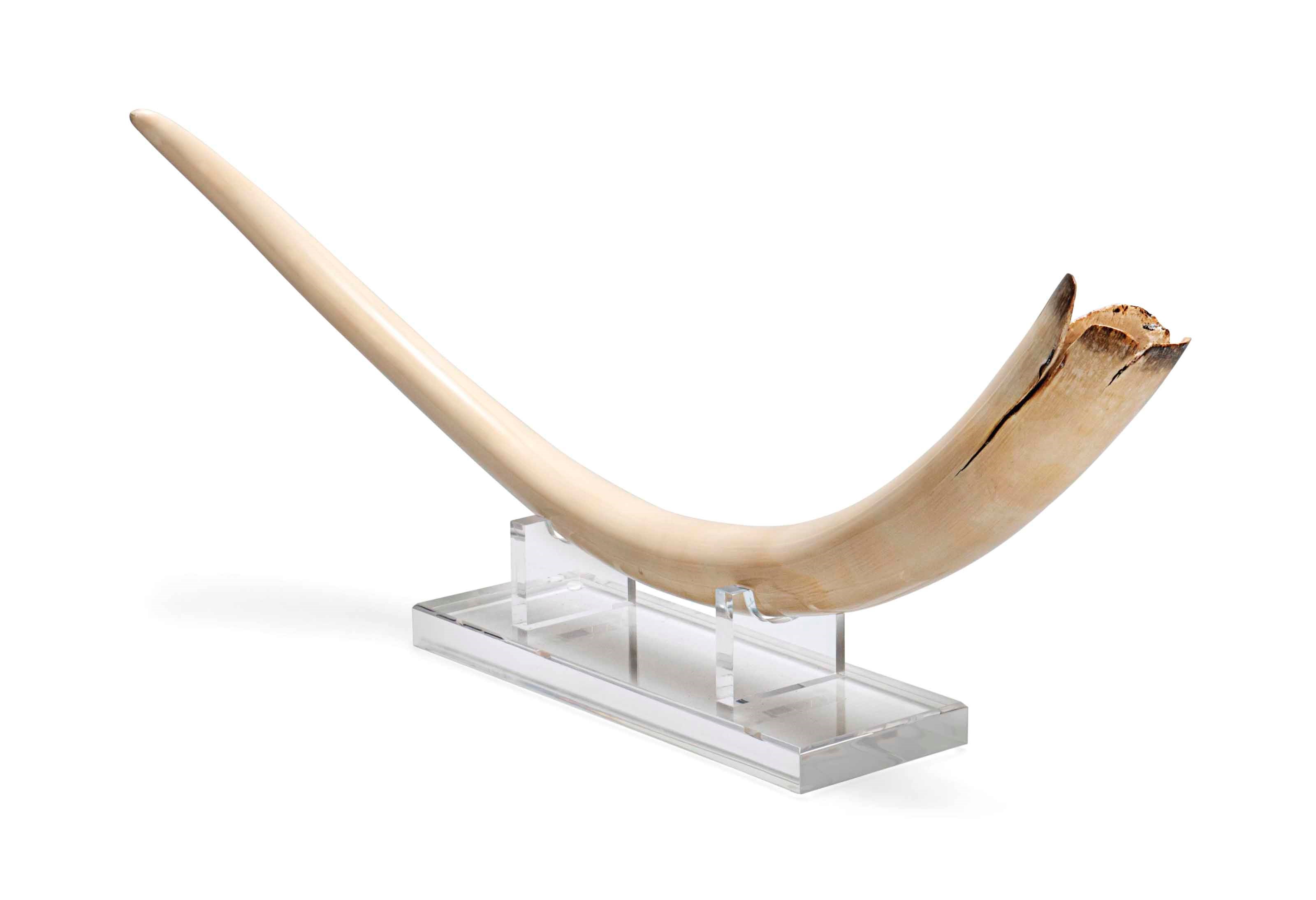 A BABY MAMMOTH TUSK