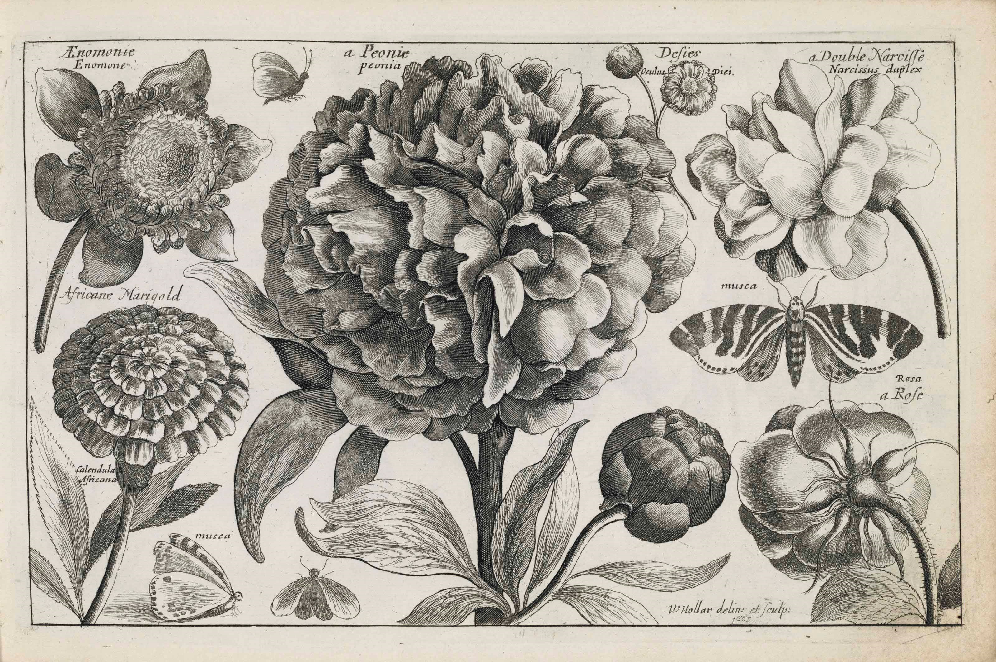 HOLLAR, Wenceslaus (1607-1677)