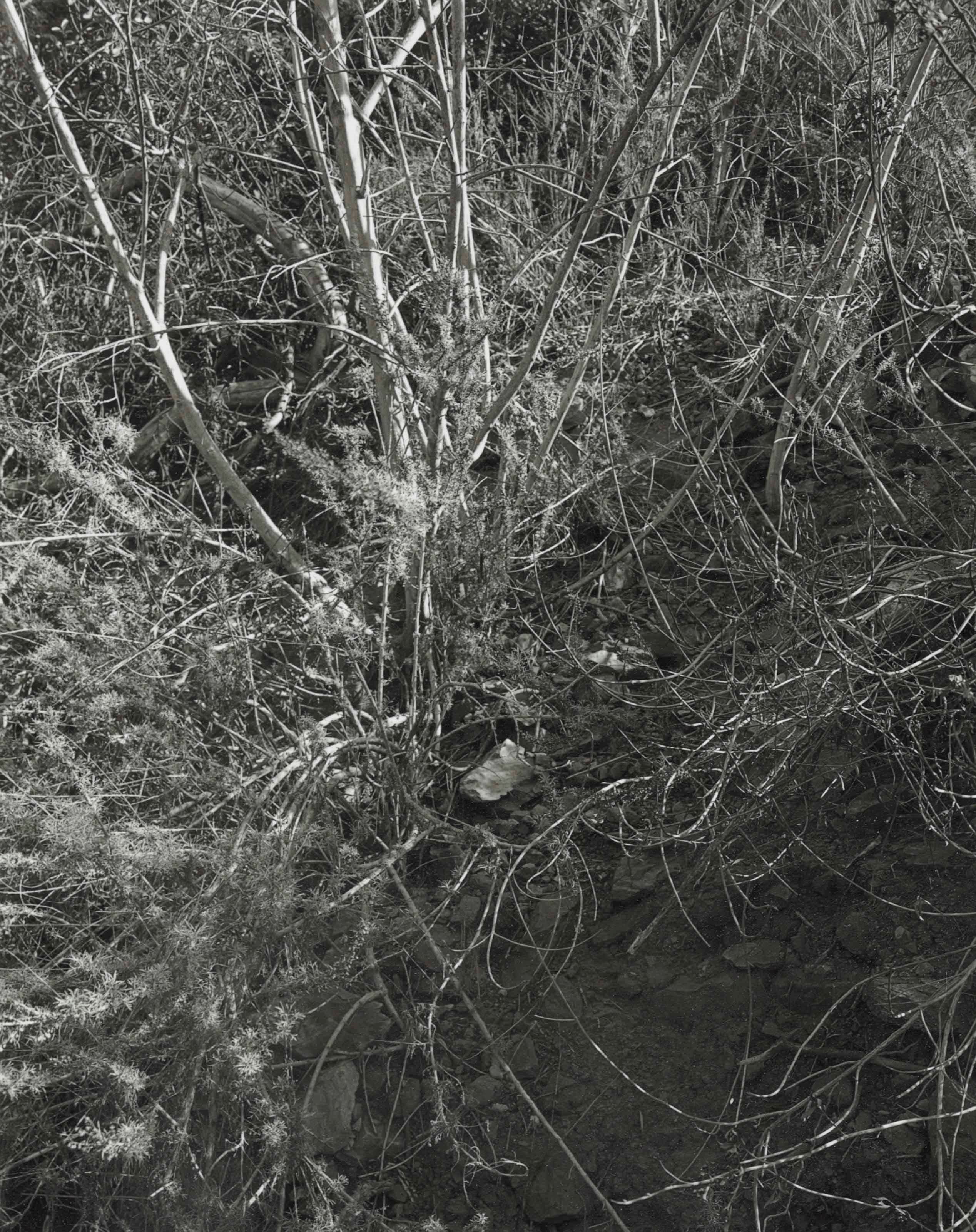 James Welling (b. 1951)