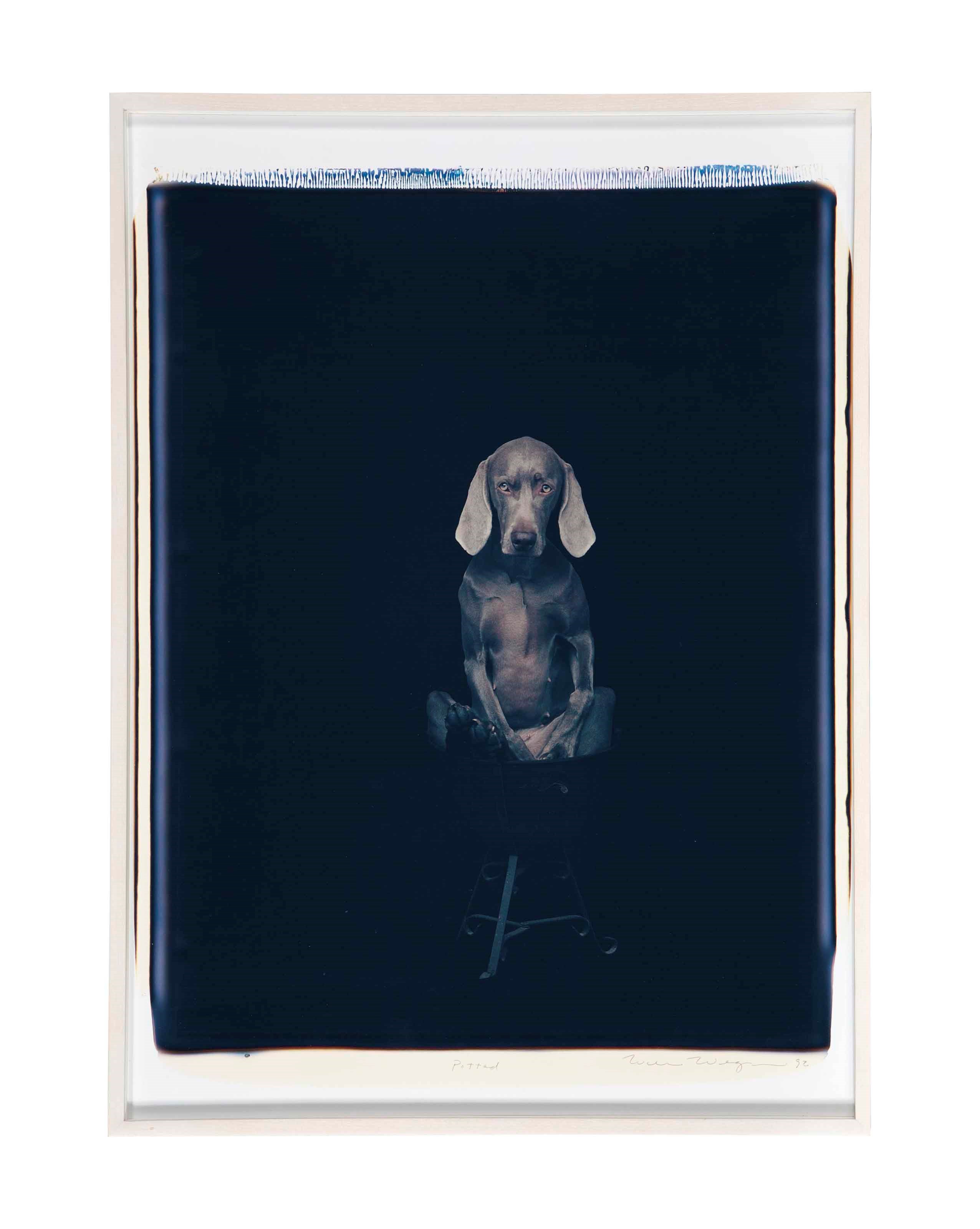 William Wegman (b. 1942)