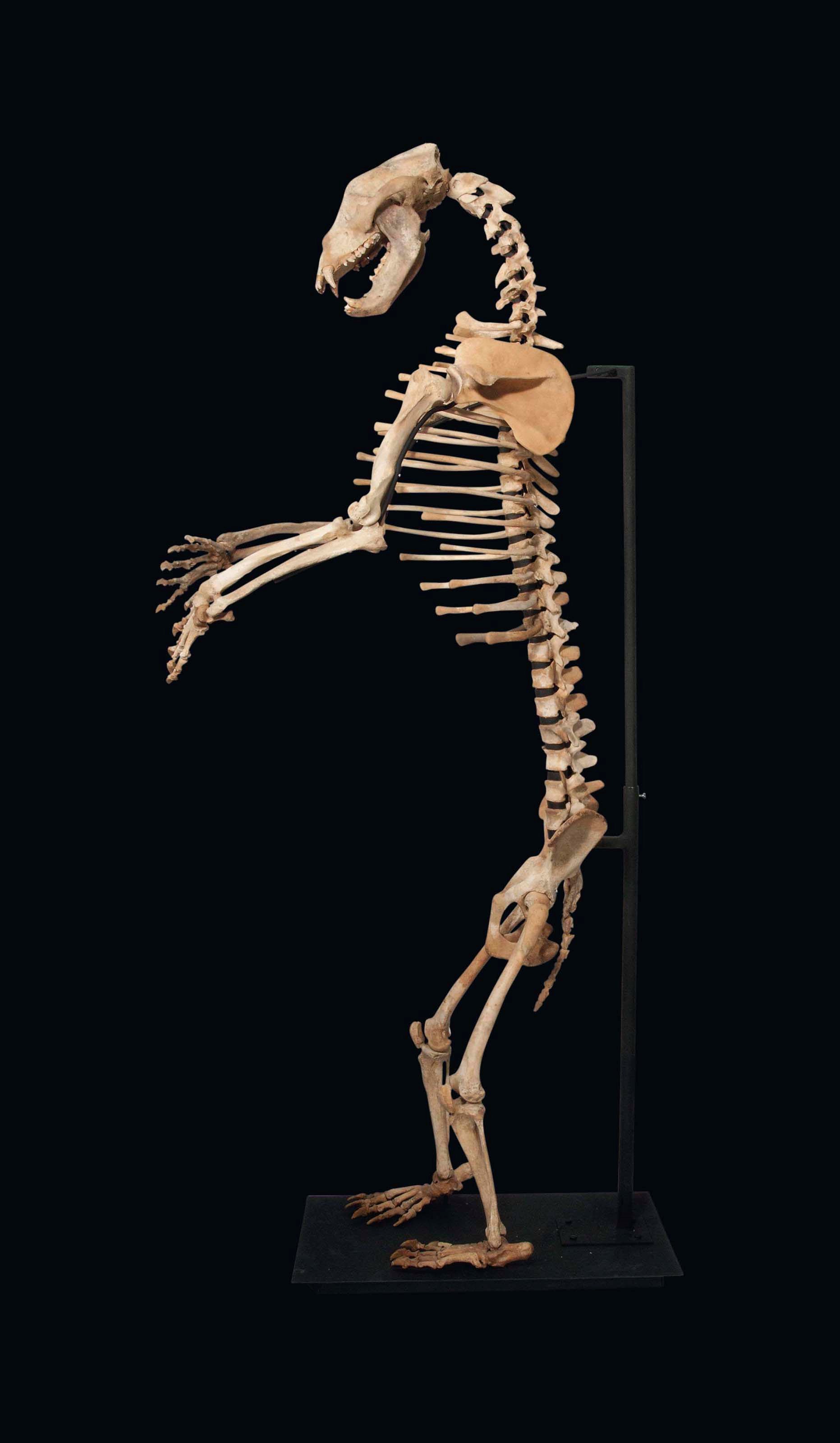 A CAVE BEAR SKELETON