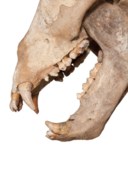A CAVE BEAR SKELETON