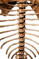 A CAVE BEAR SKELETON