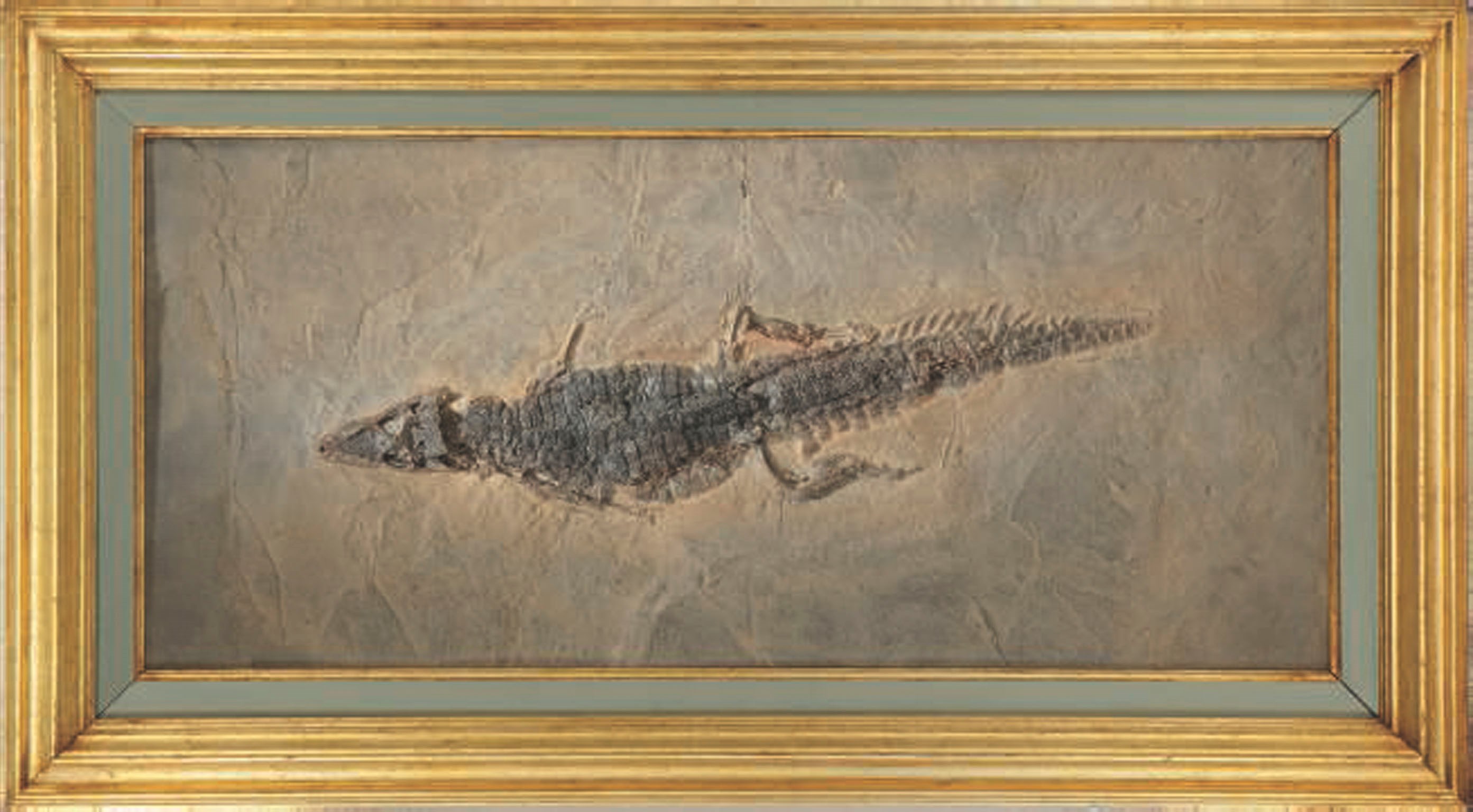 A FOSSIL CROCODILE