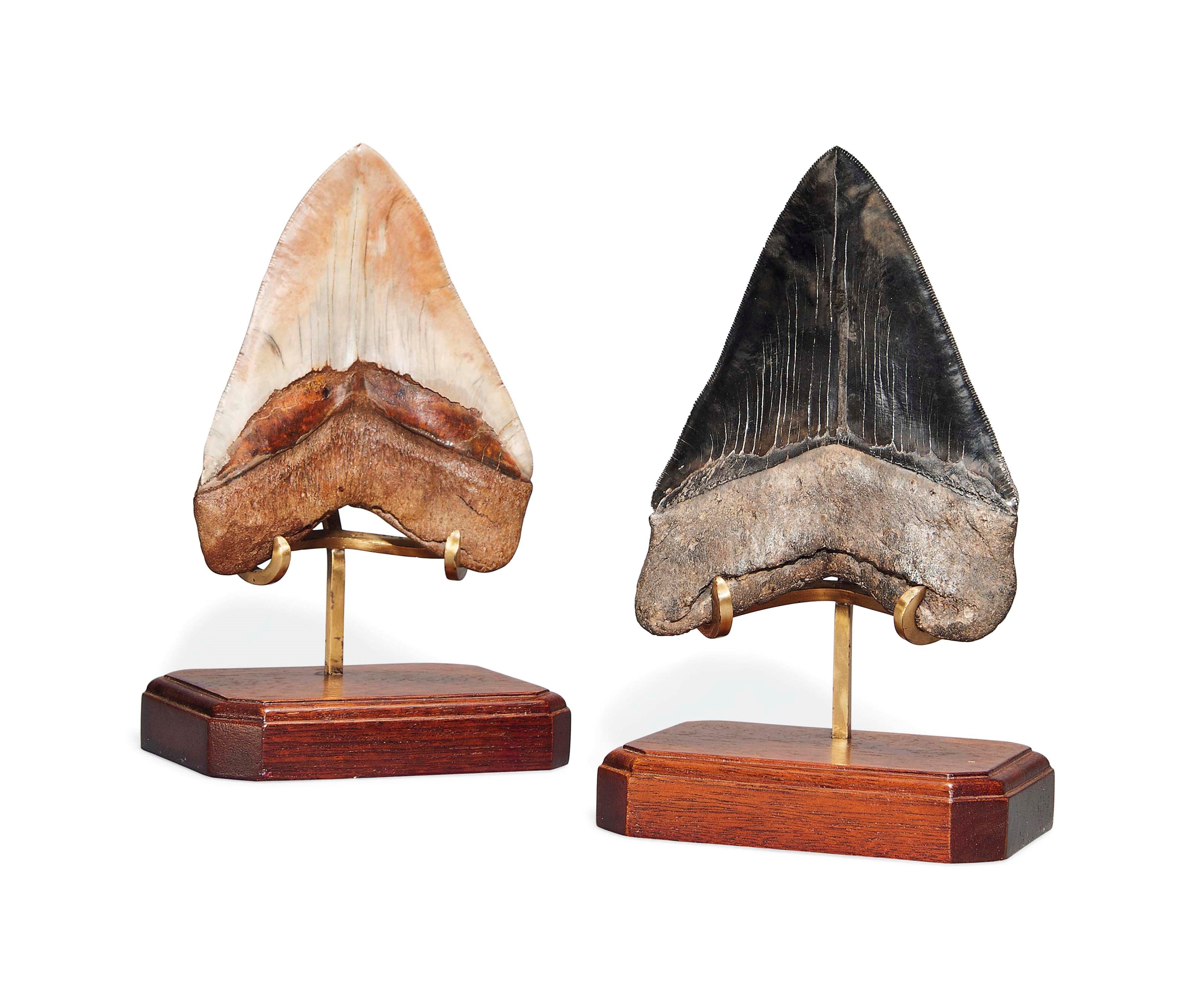TWO LARGE MEGALODON TEETH