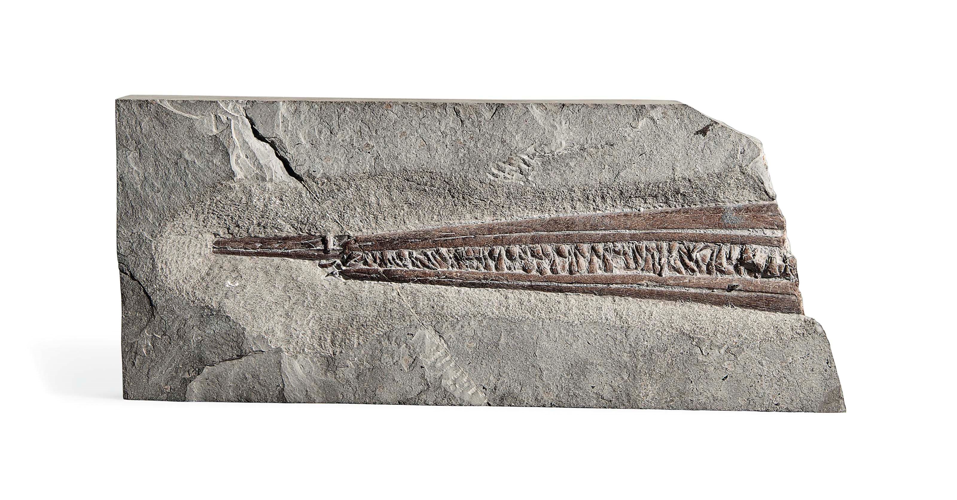 AN ICHTHYOSAUR ROSTRUM