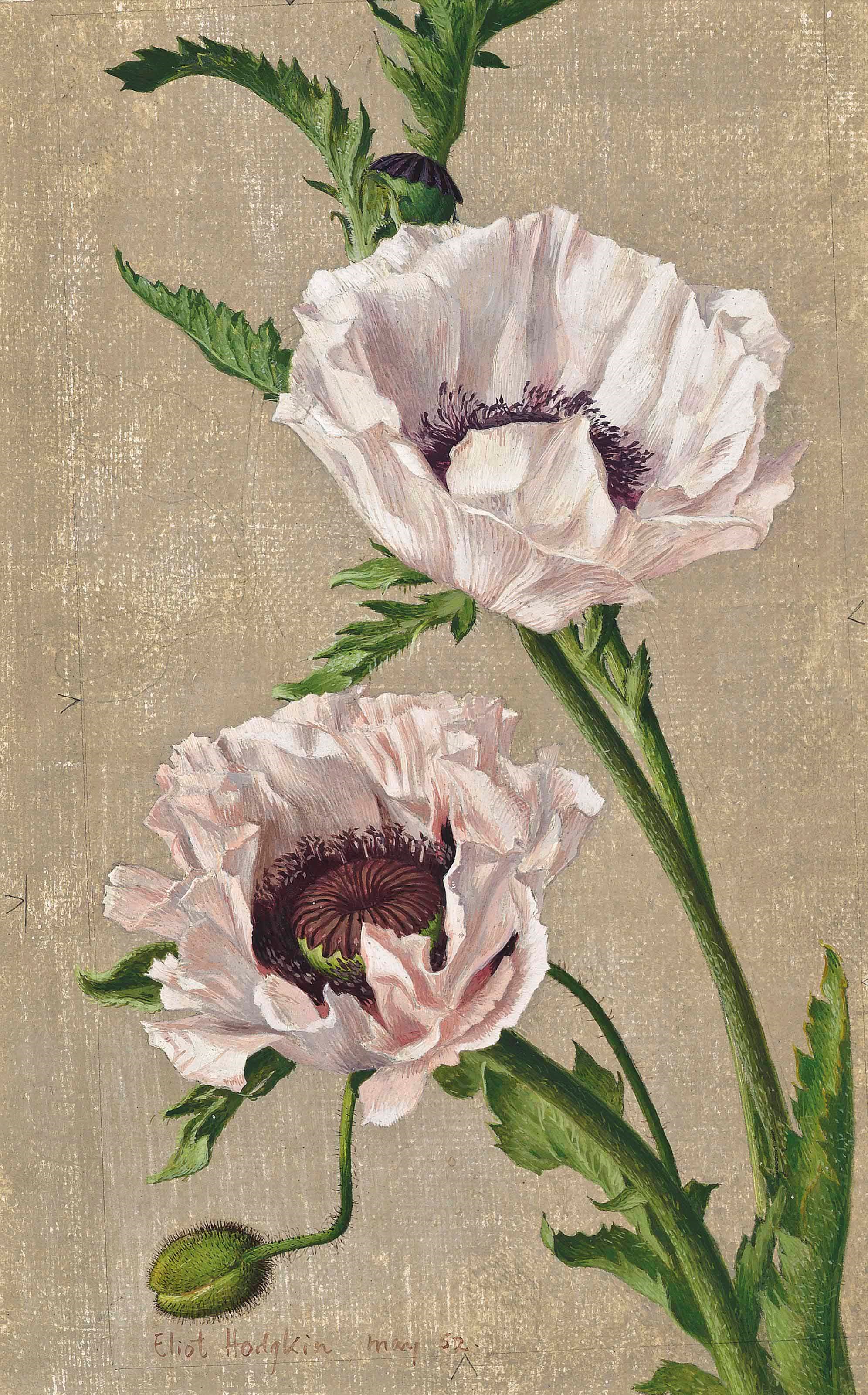 Eliot Hodgkin (1905-1987)