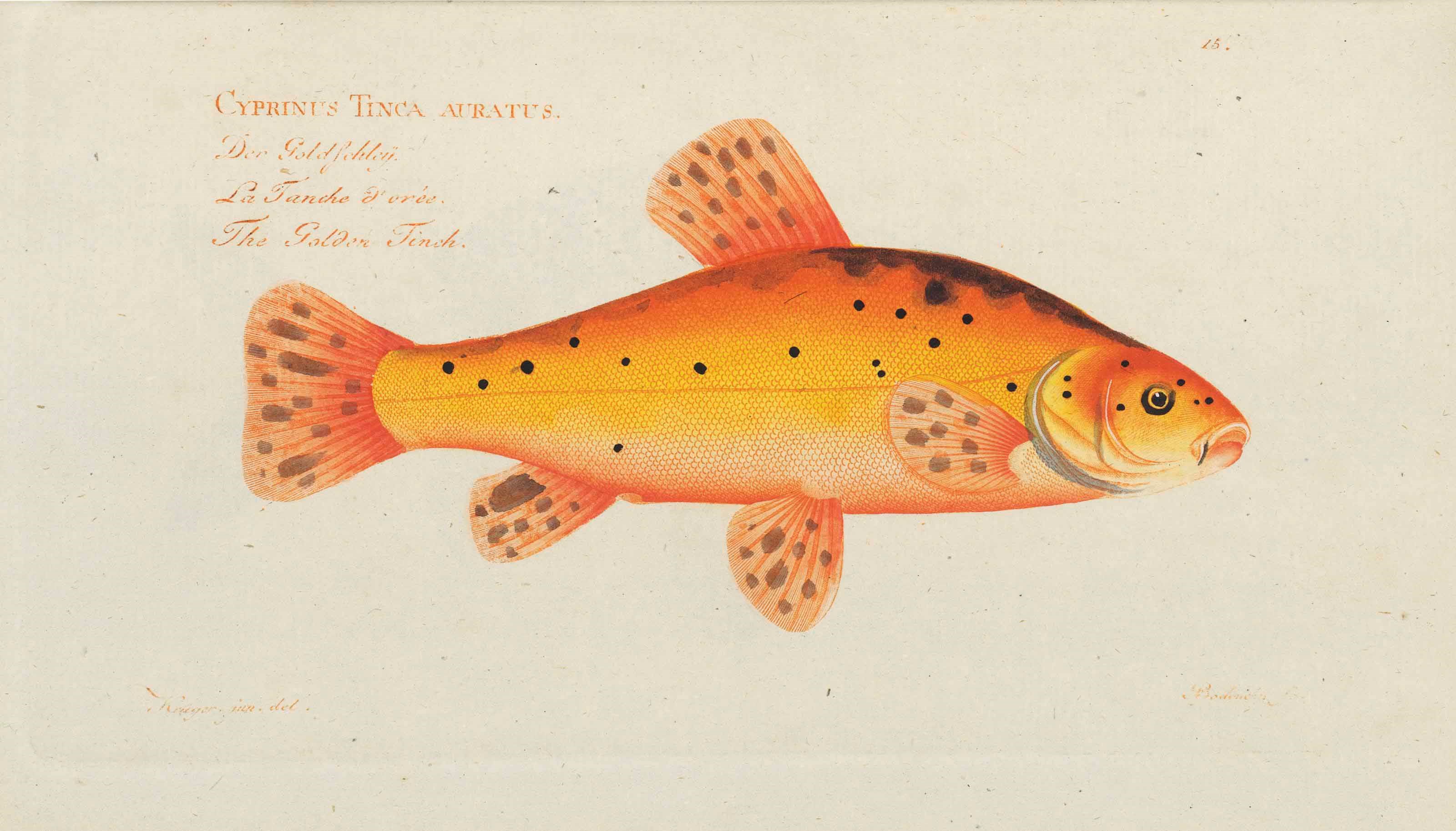 MARCUS ELIESER BLOCH (1723-1799)