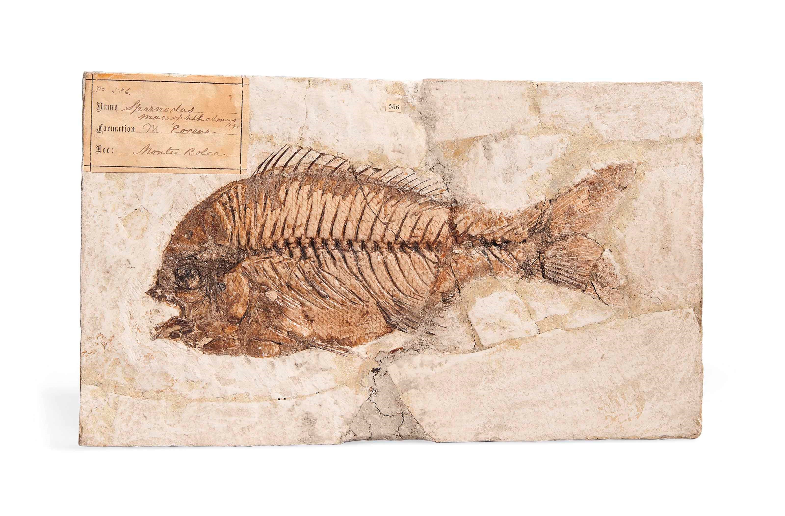 A FOSSIL FISH